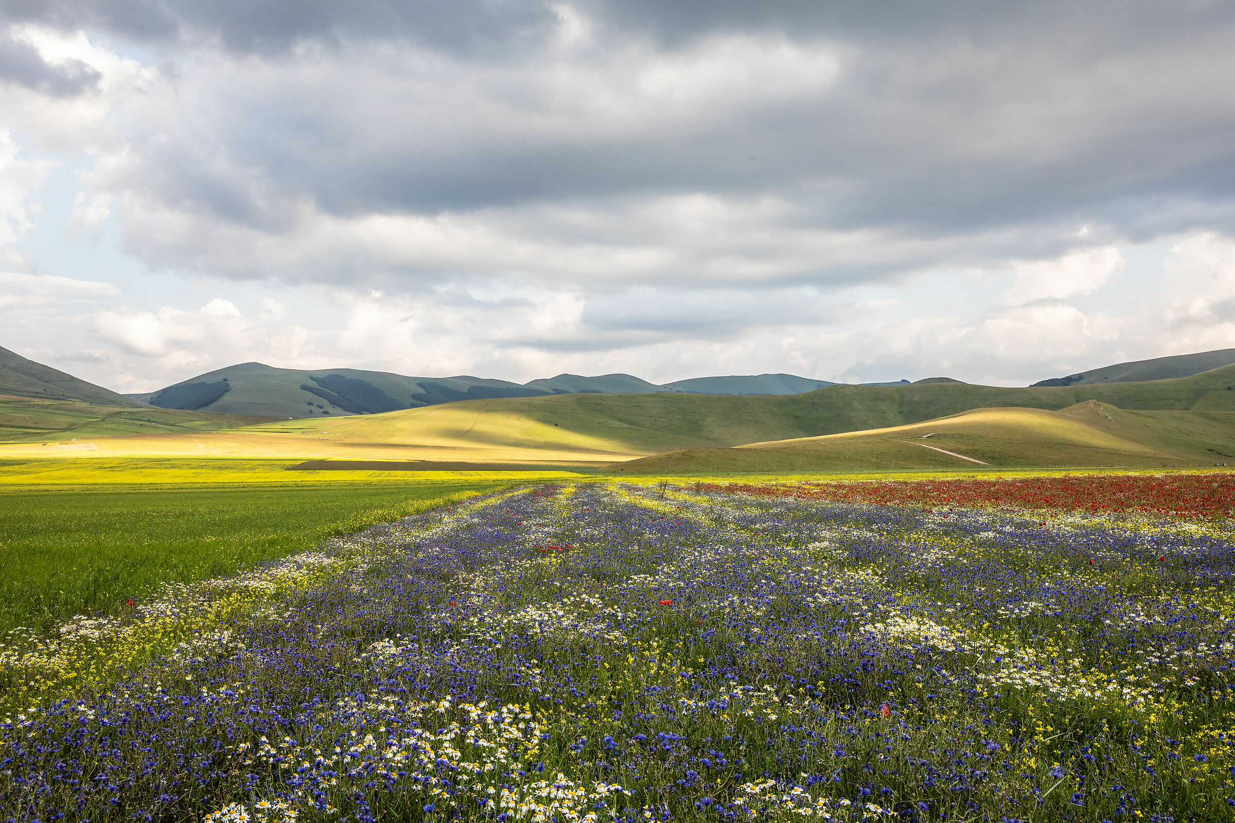 Nel segno del giallo 1