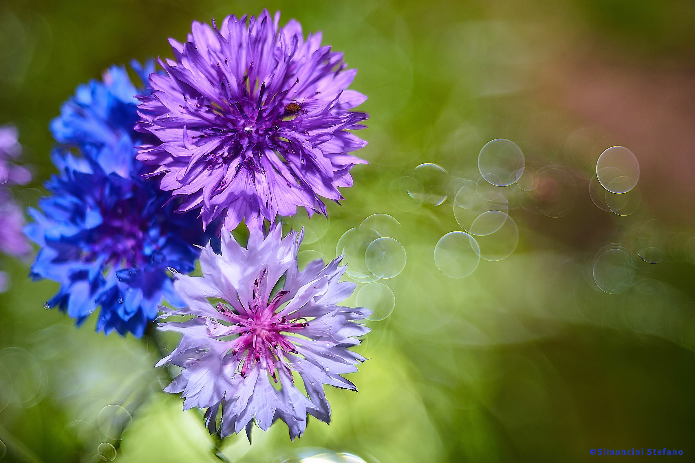 Bubble Flower, New1000