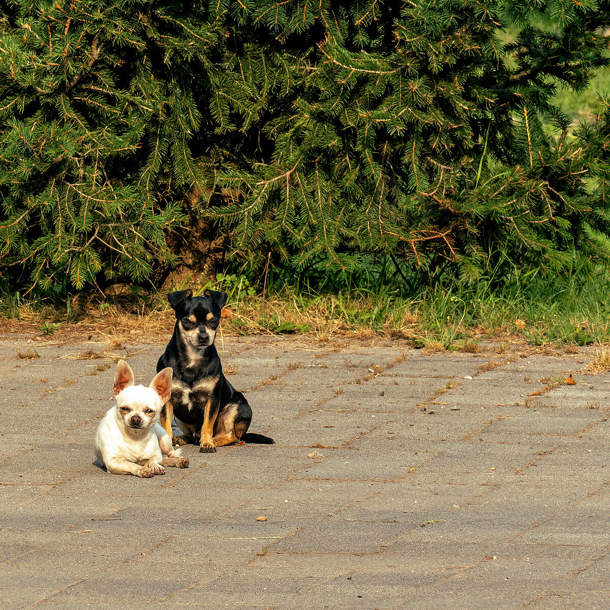 Chi le porta sù, chi le porta giù