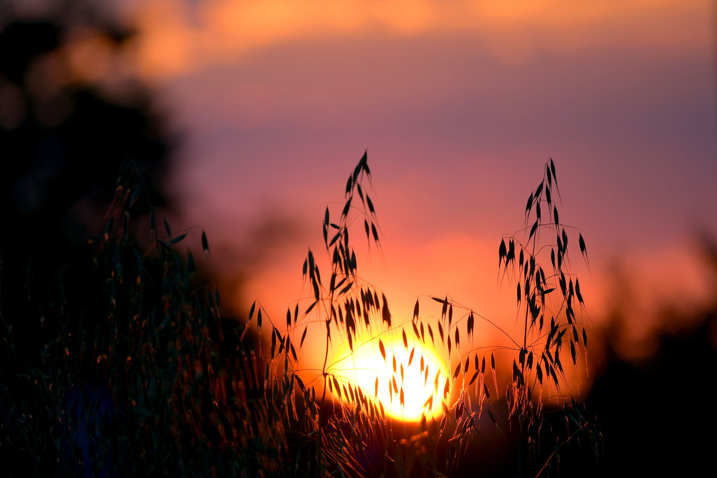 Sunset over oats