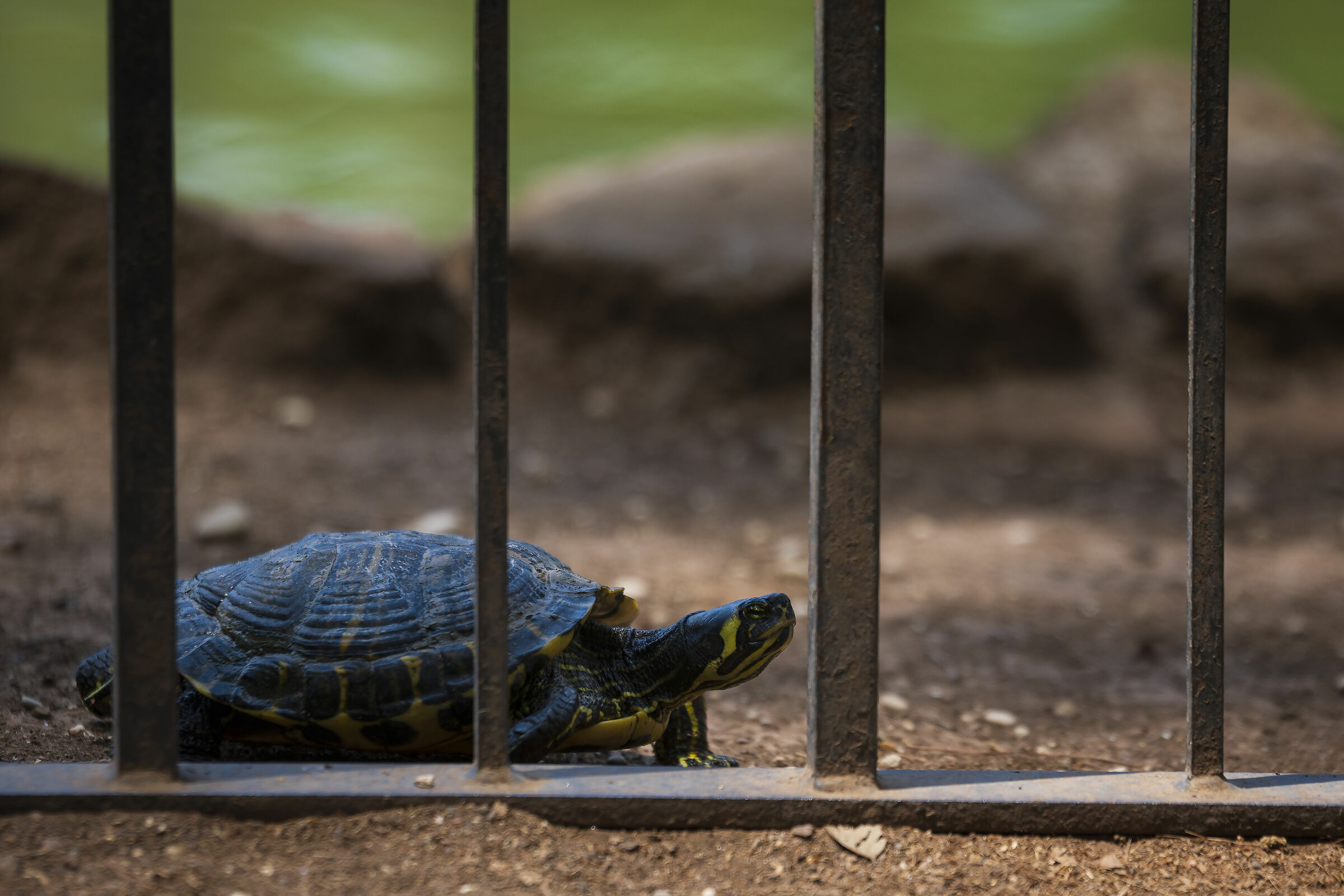 enterprising turtle