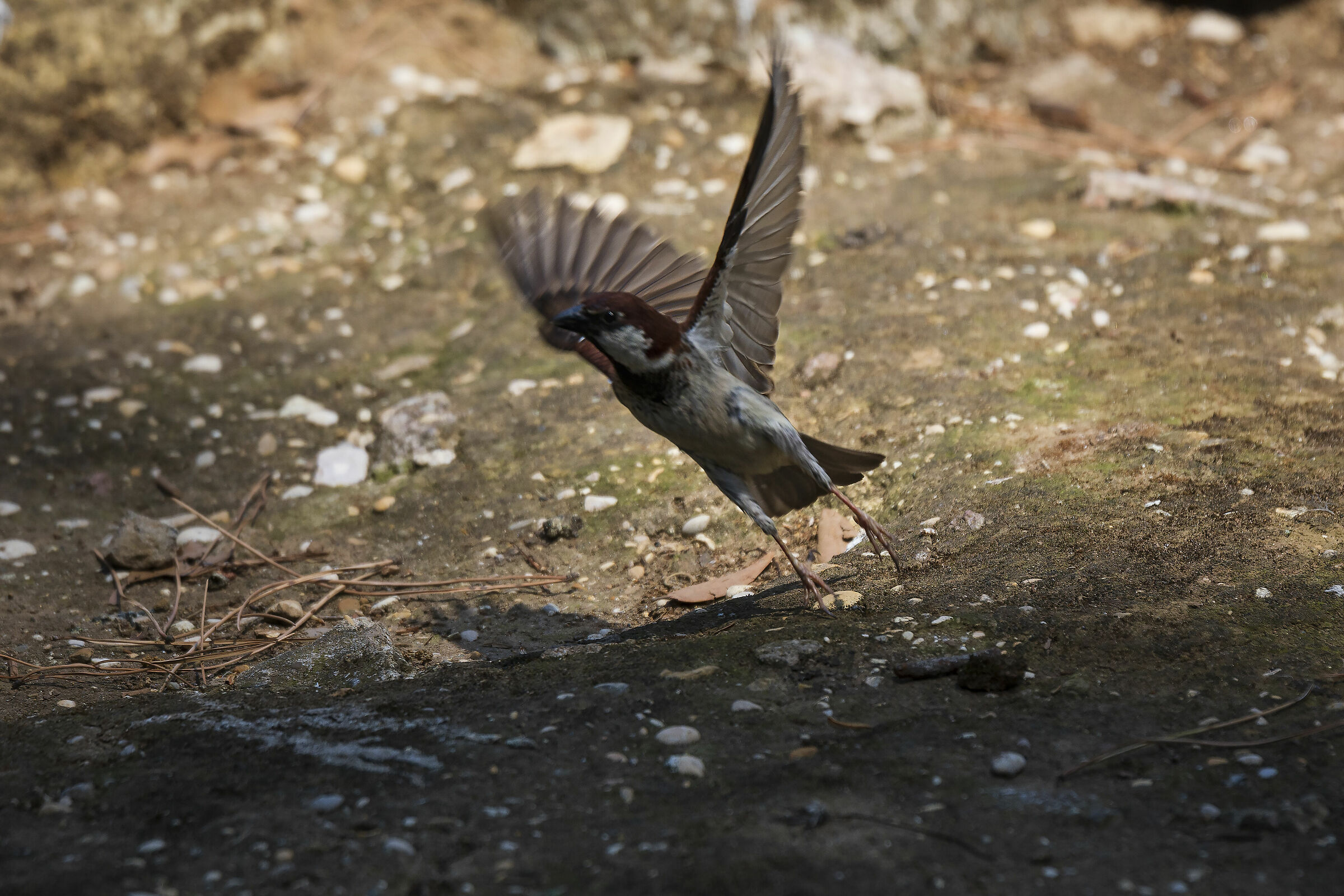 solitary sparrow