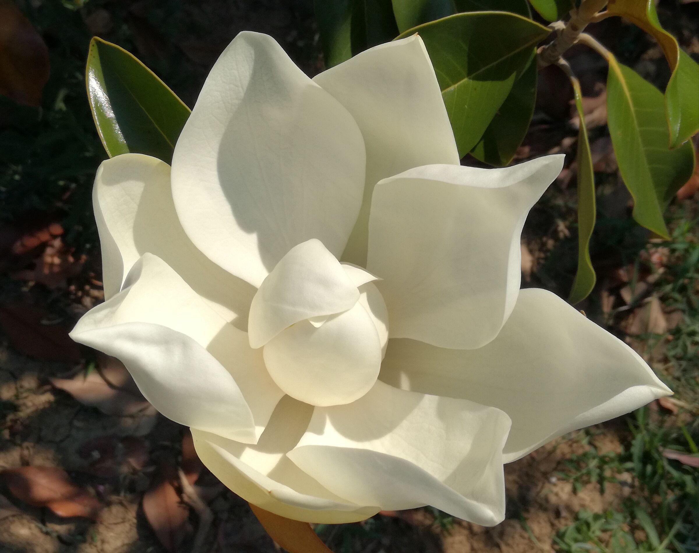 Il fiore della magnolia