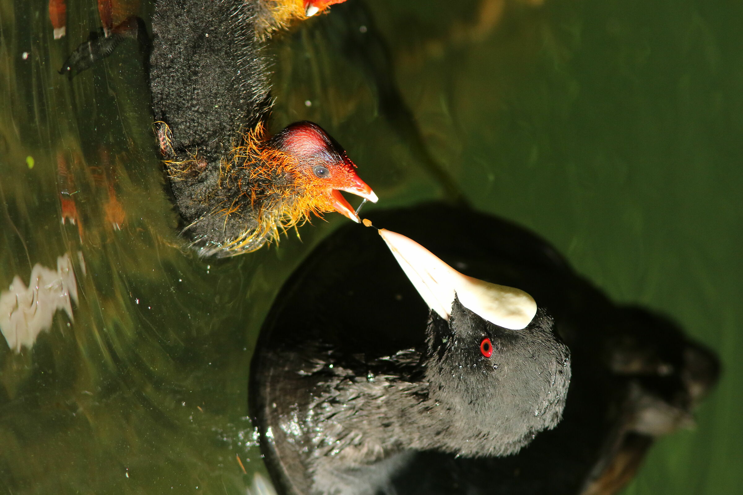 Il pranzo è servito ?