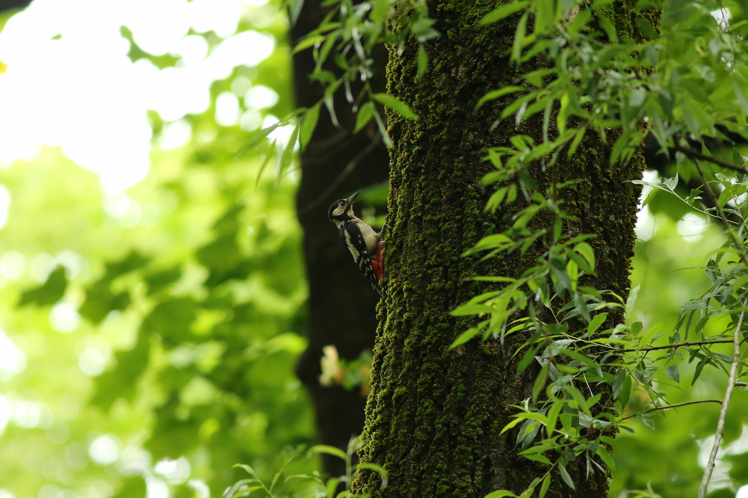 Nascosto tra le piante!!!