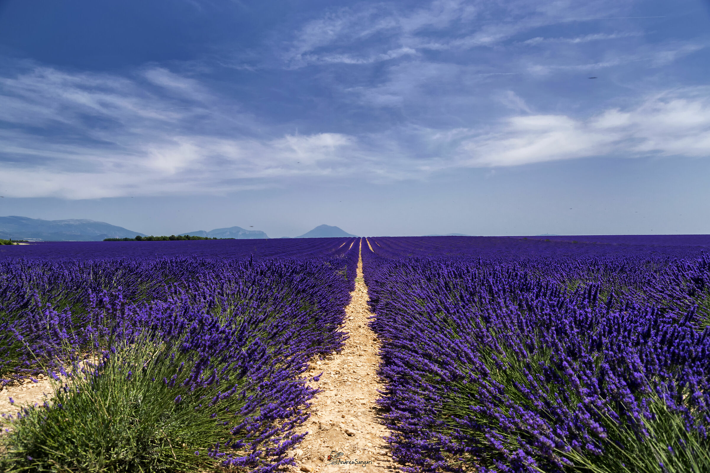 Il paradiso della lavanda