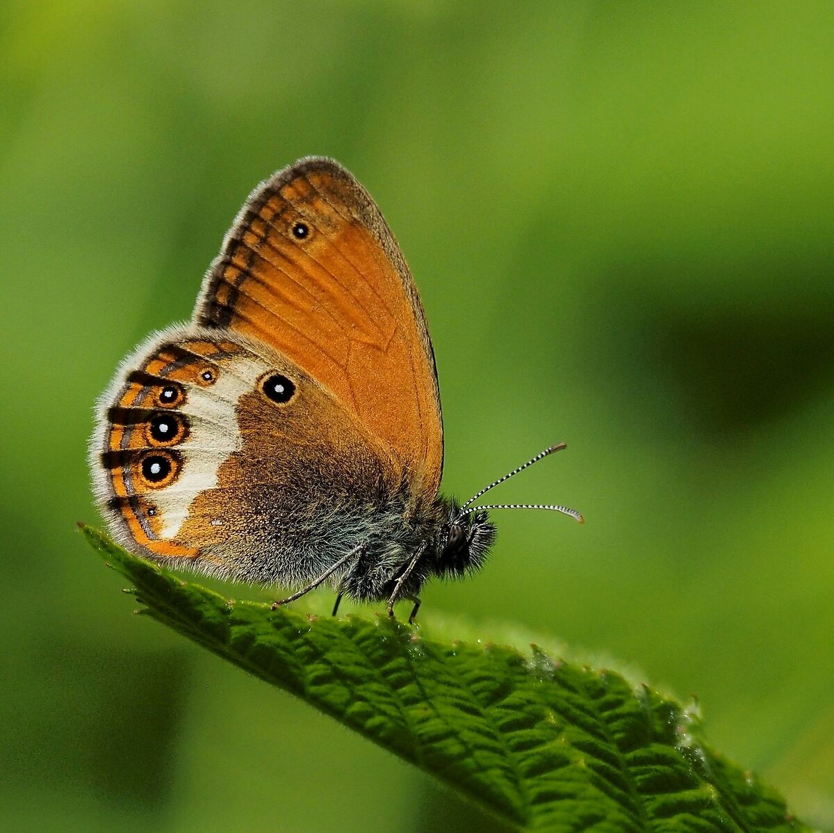 Coenonympha