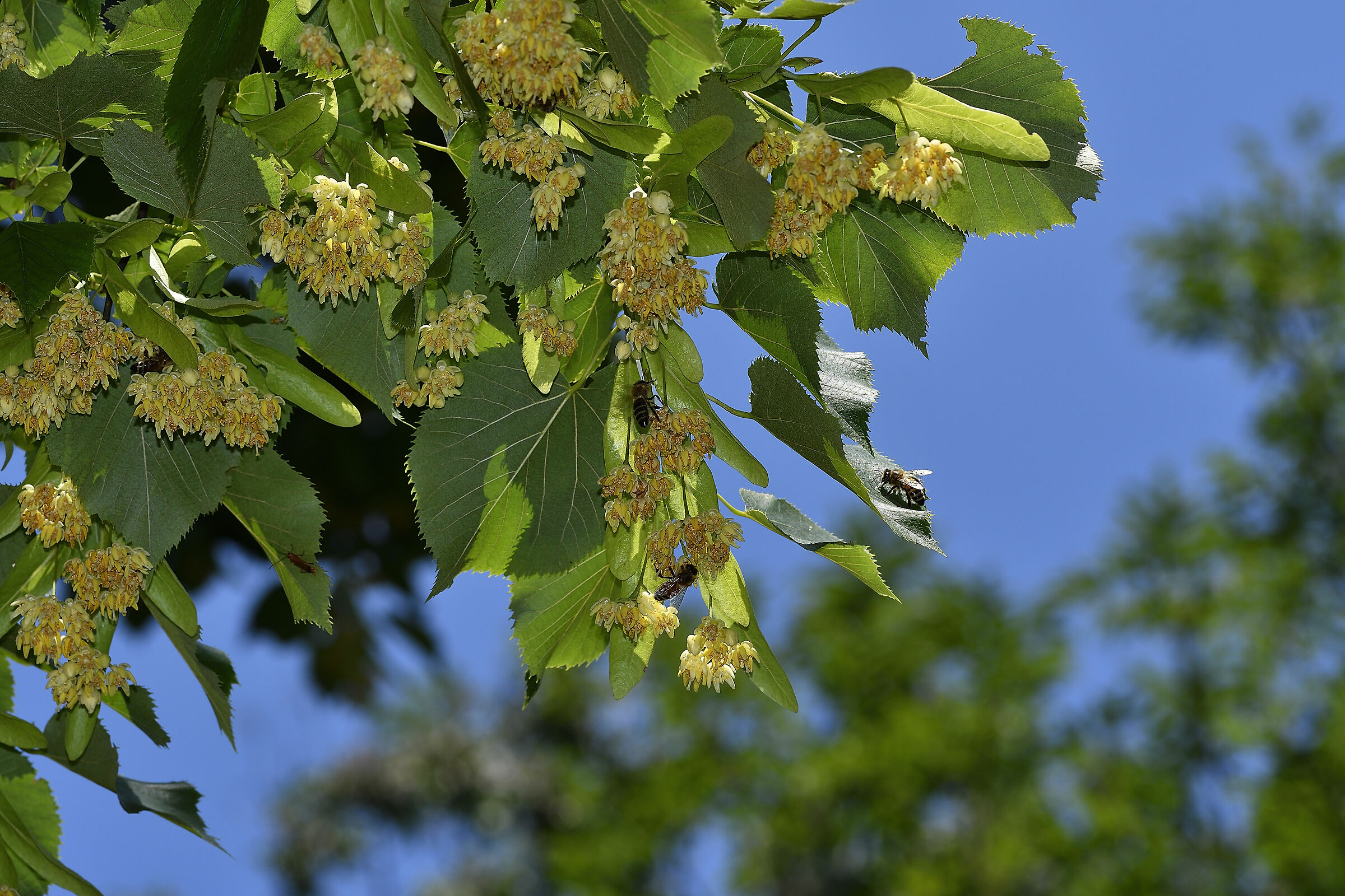 Bees at work on the Lime