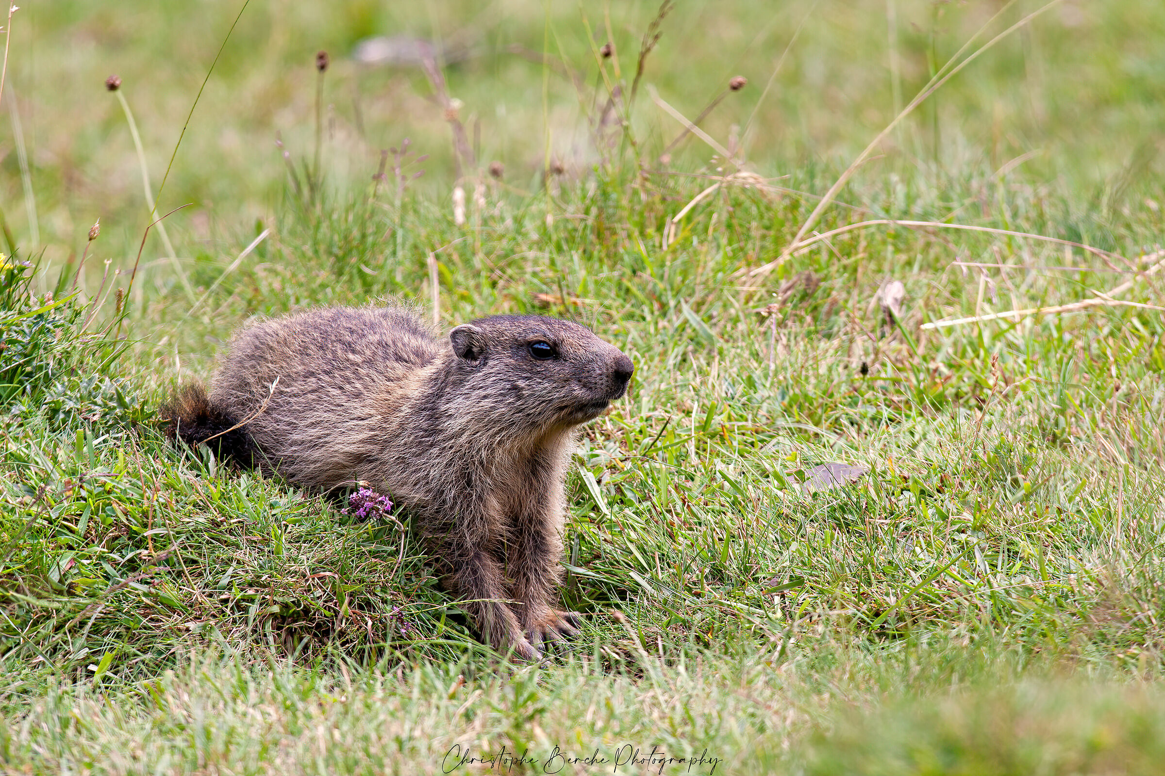 Marmot
