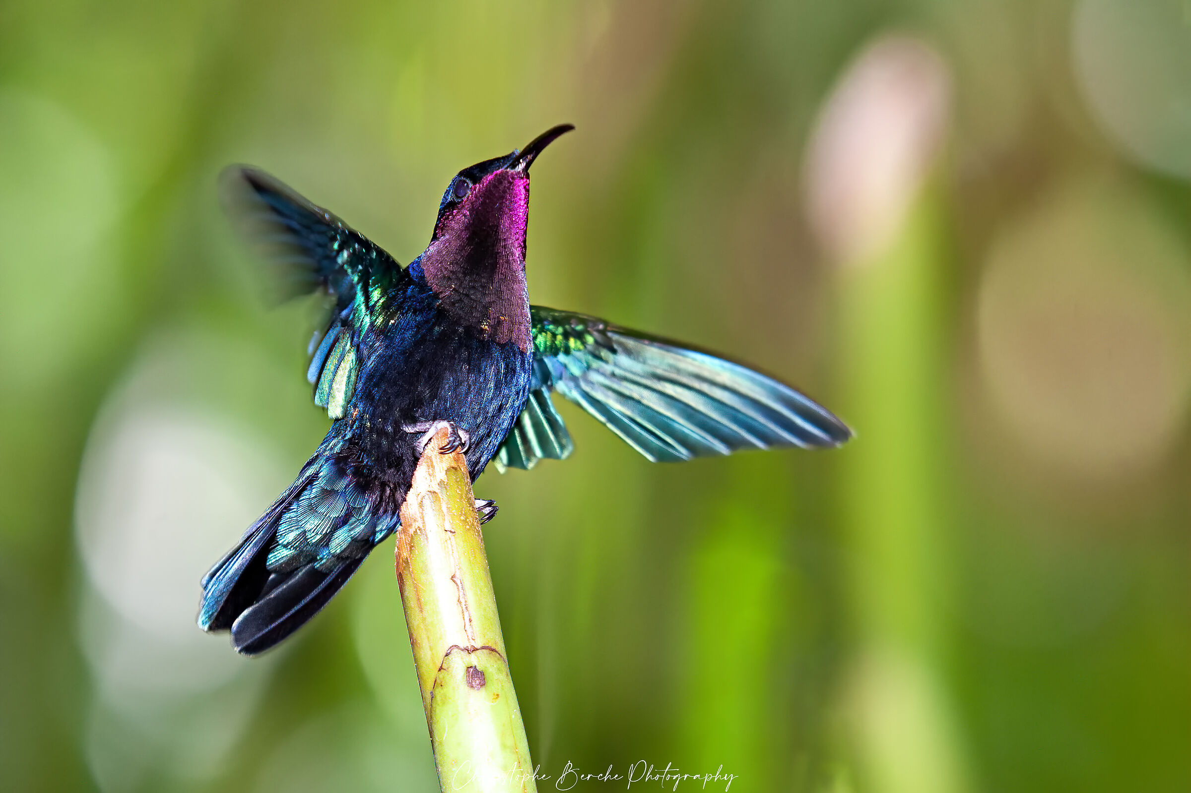 Hummingbirds