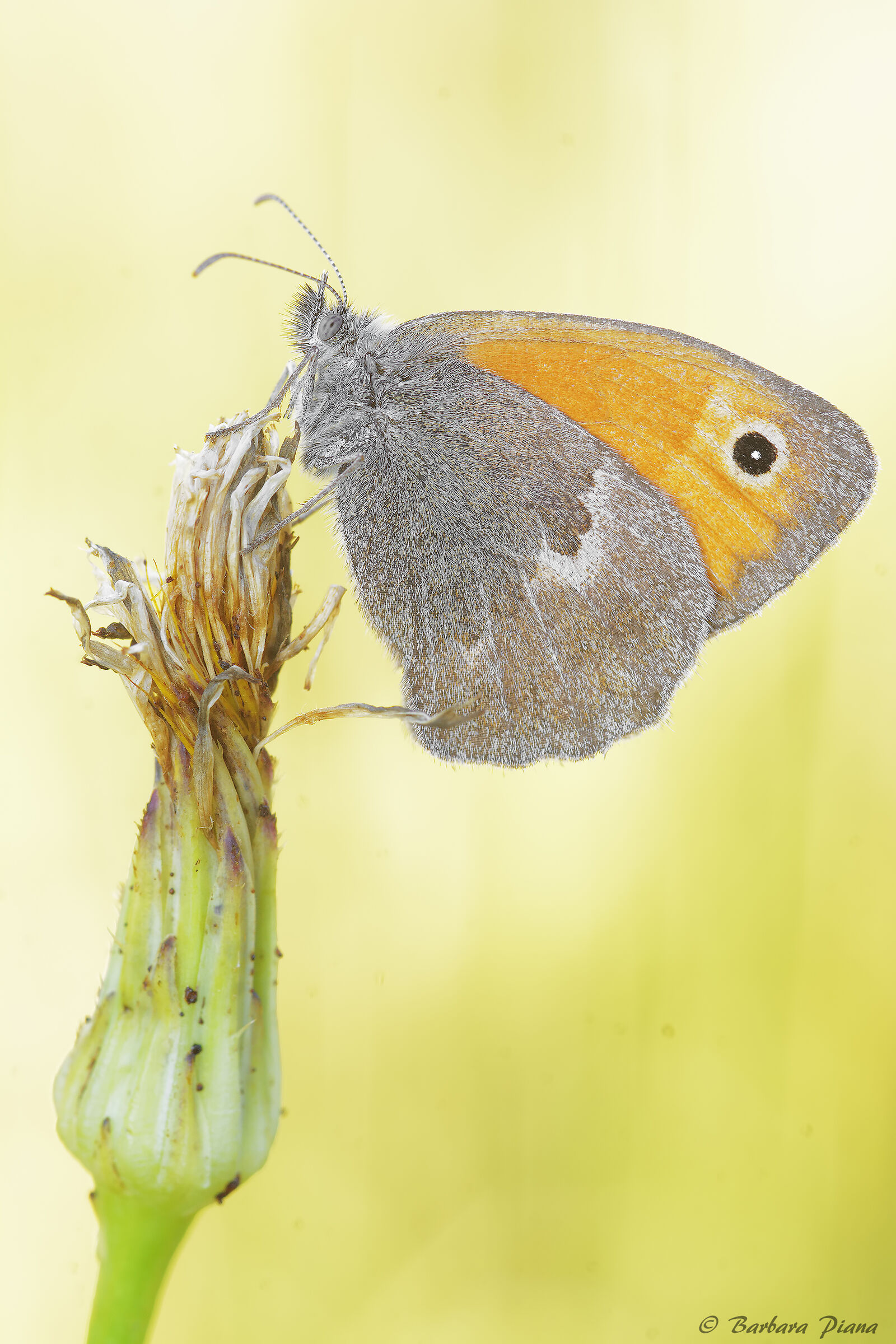Coenonympha pamphilus