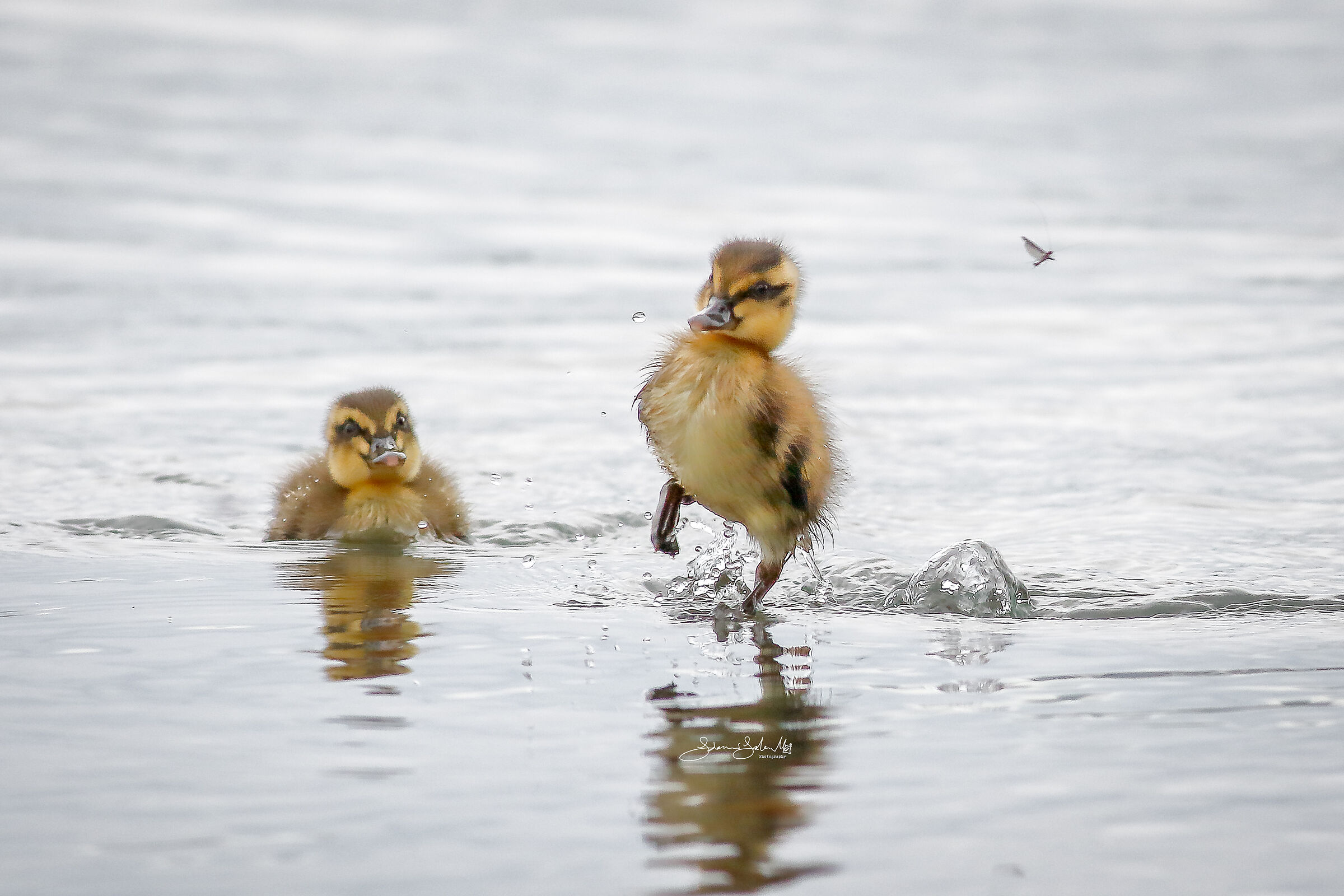 Fear (Anas platyrhynchos, Linnaeus, 1758)