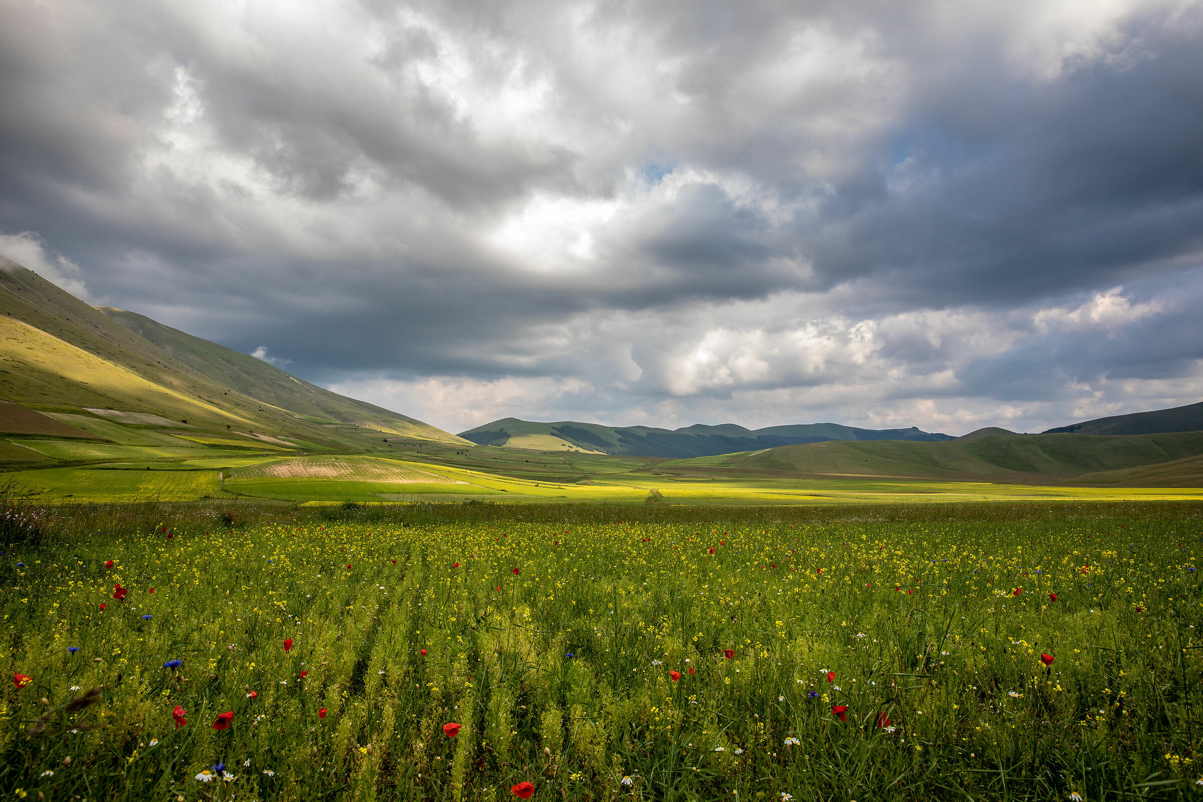 Nel segno del giallo 2