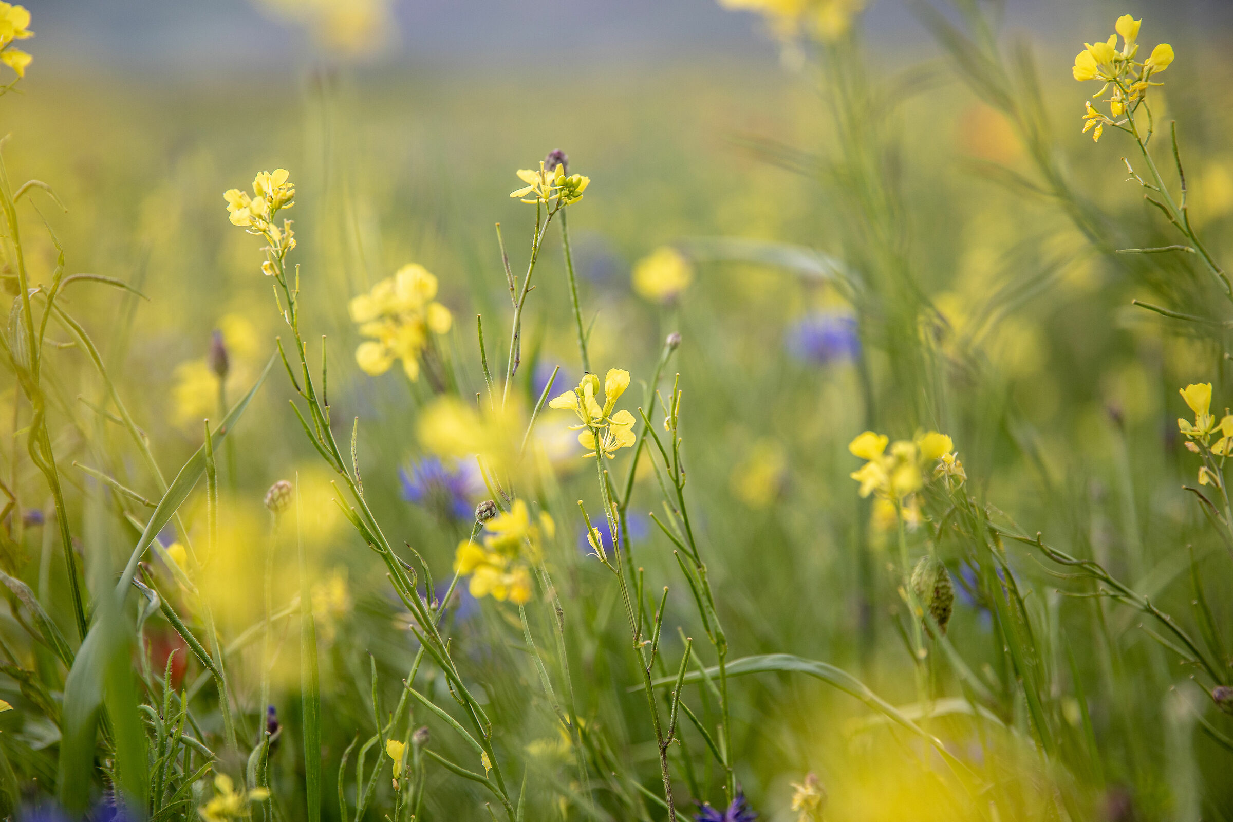 Nel segno del giallo 3