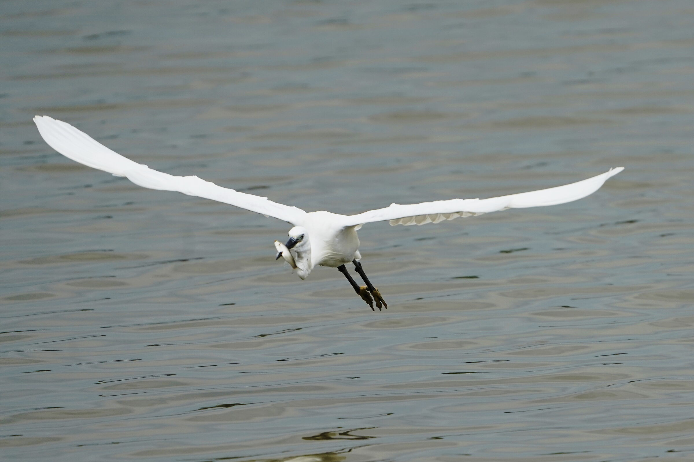 garzetta con il pesce infilzato