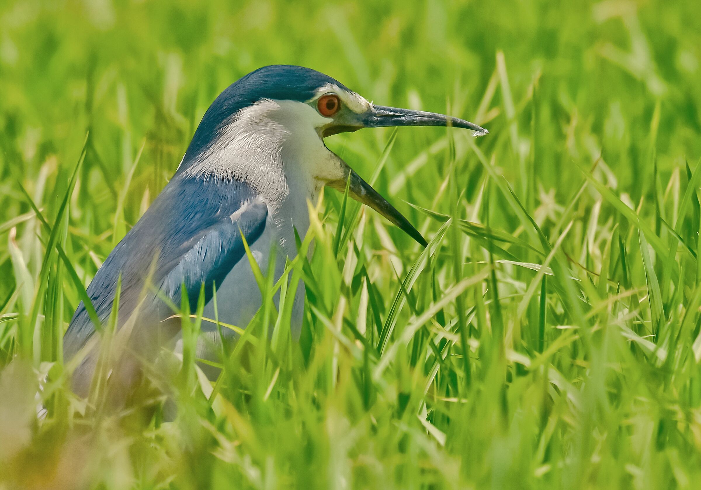 Il caldo della risaia