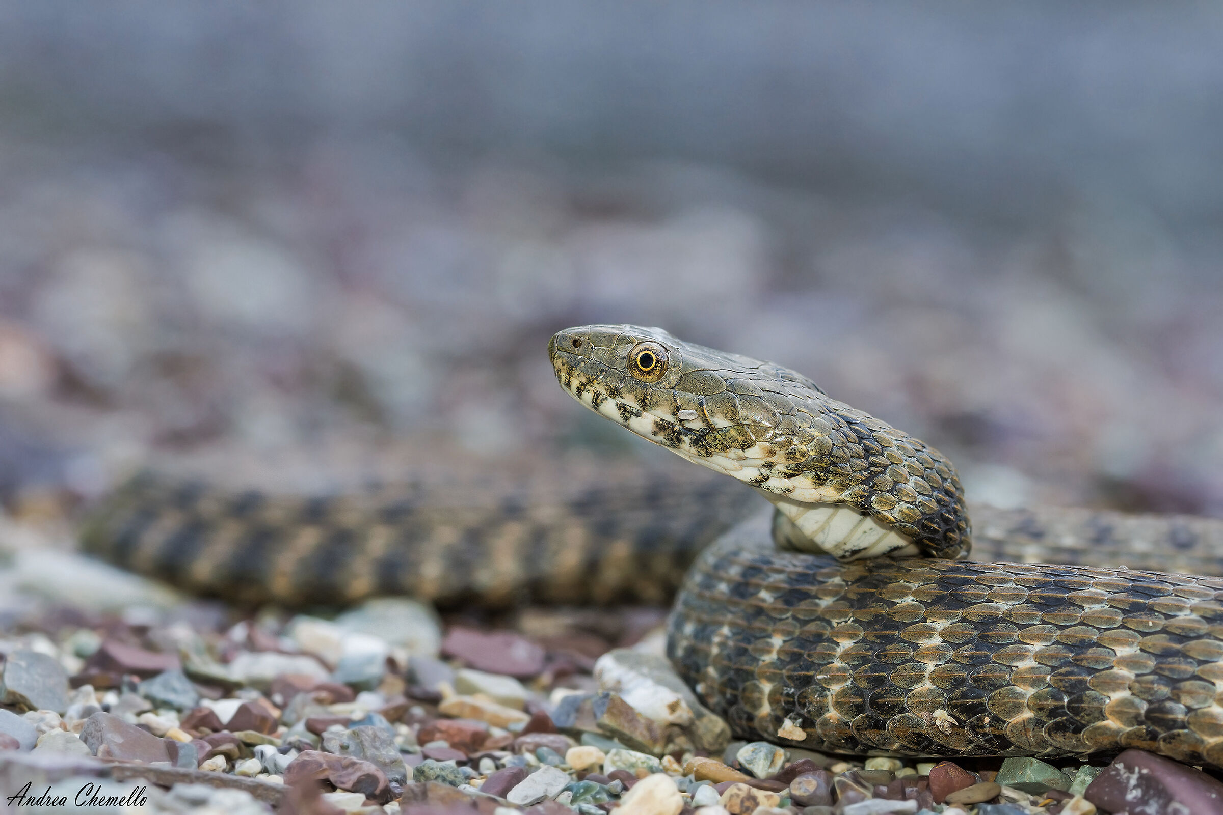 Natrice tassellata (Natrix tessellata)