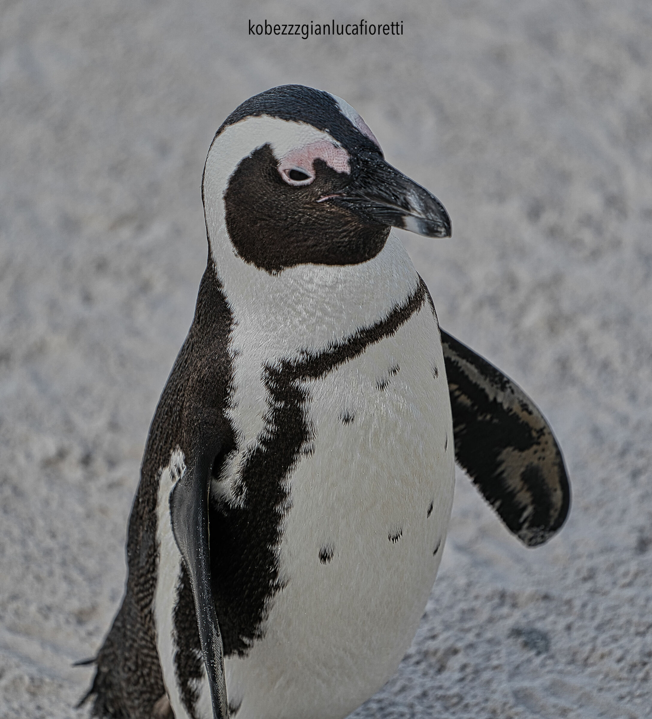 Portrait: Pinguino del Capo