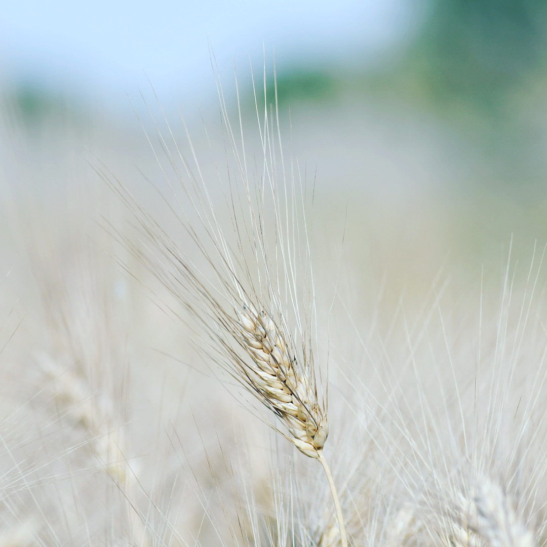 Summer in Puglia