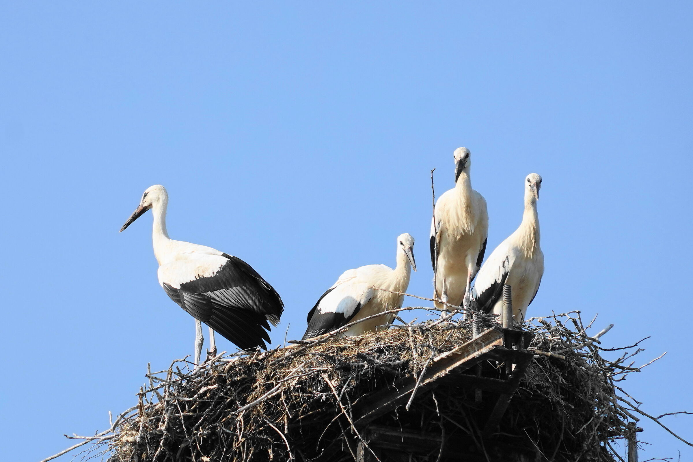 beautiful brood of storks