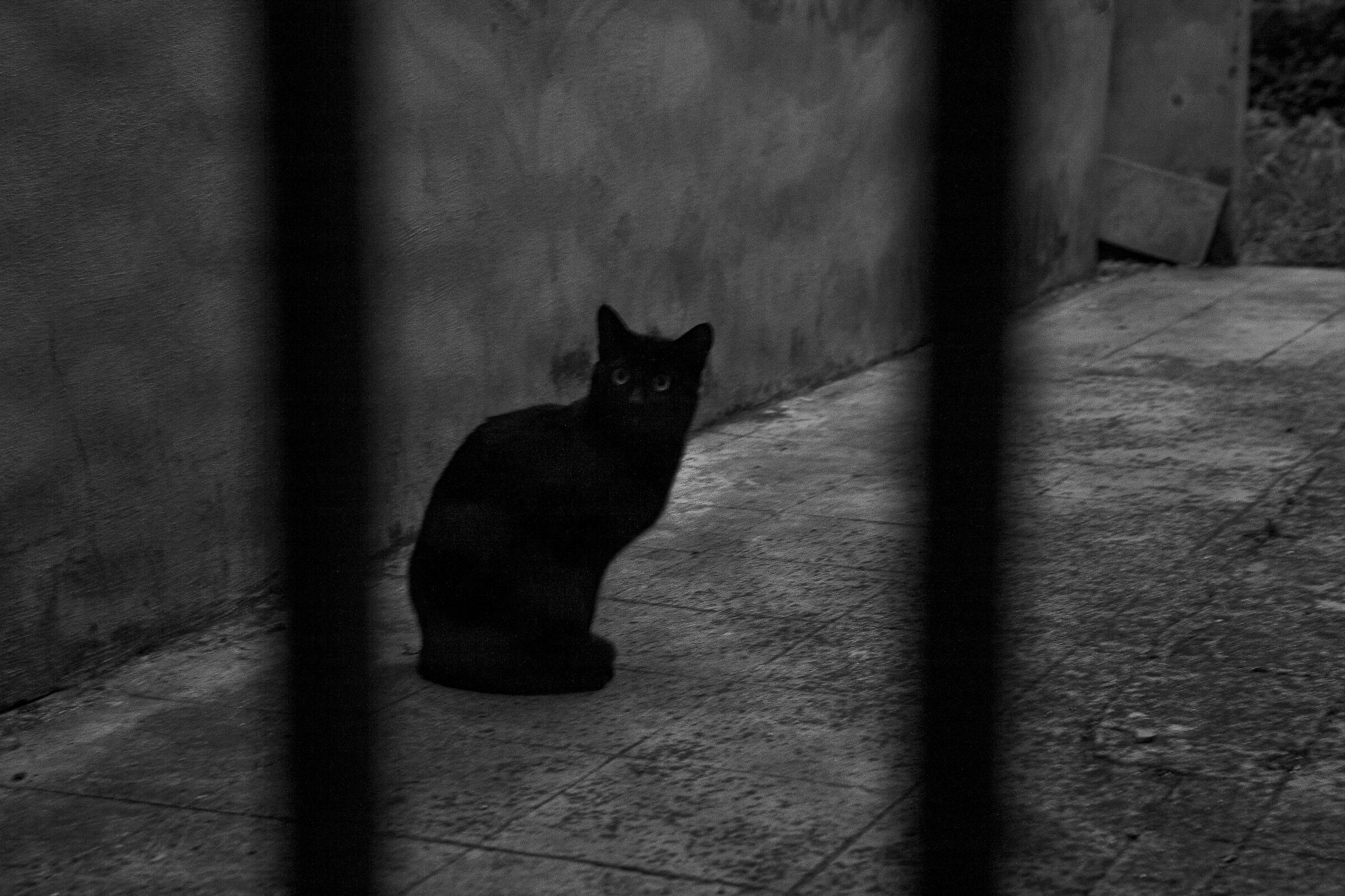 Volevo un gatto nero