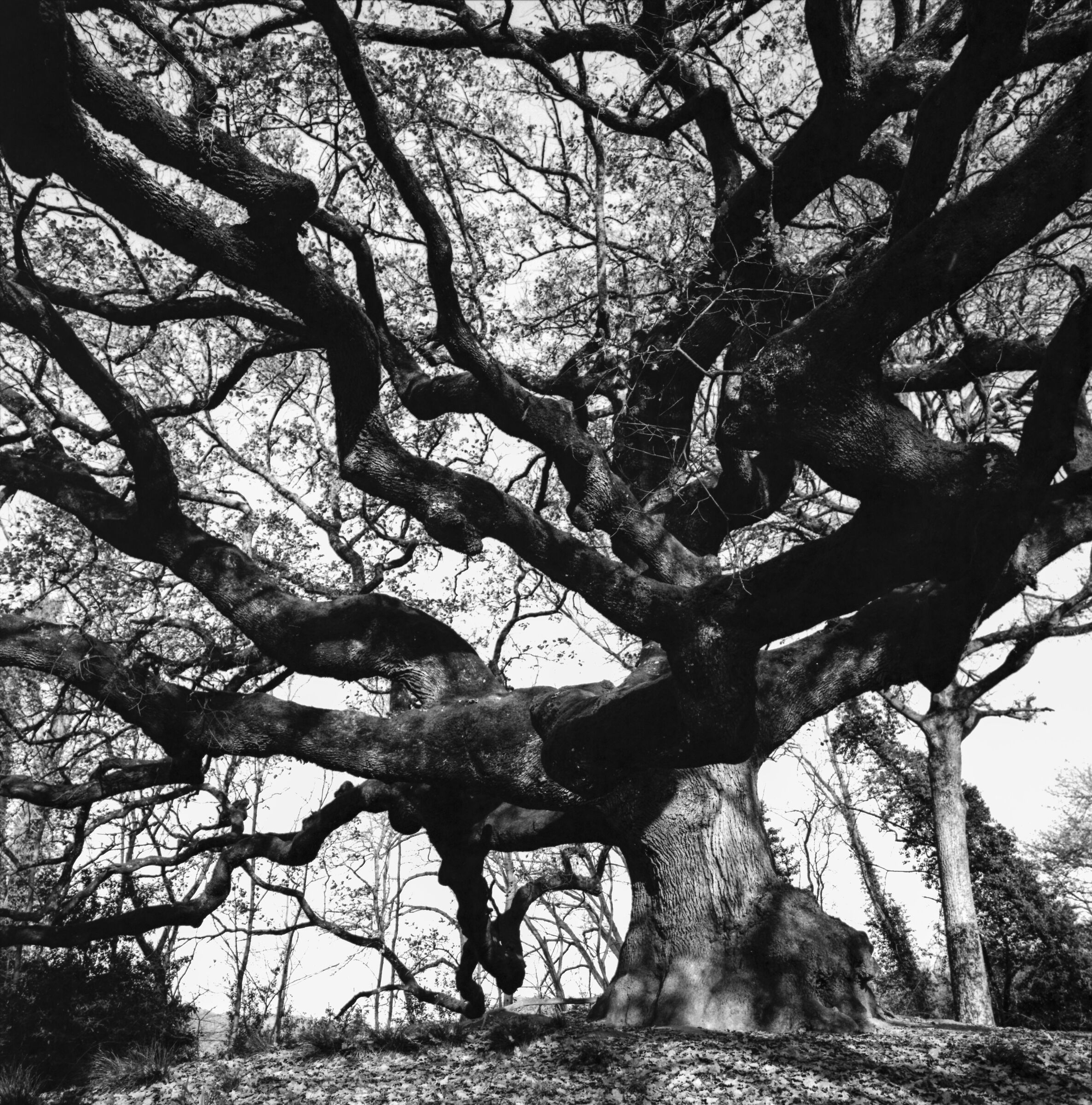 The Witch Oak