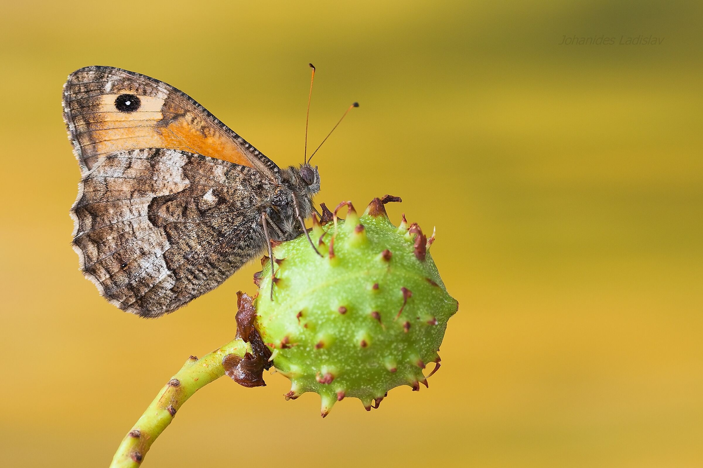 Hipparchia semele (male)