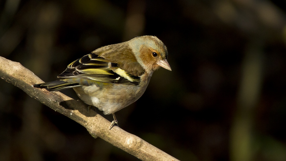The Chaffinch