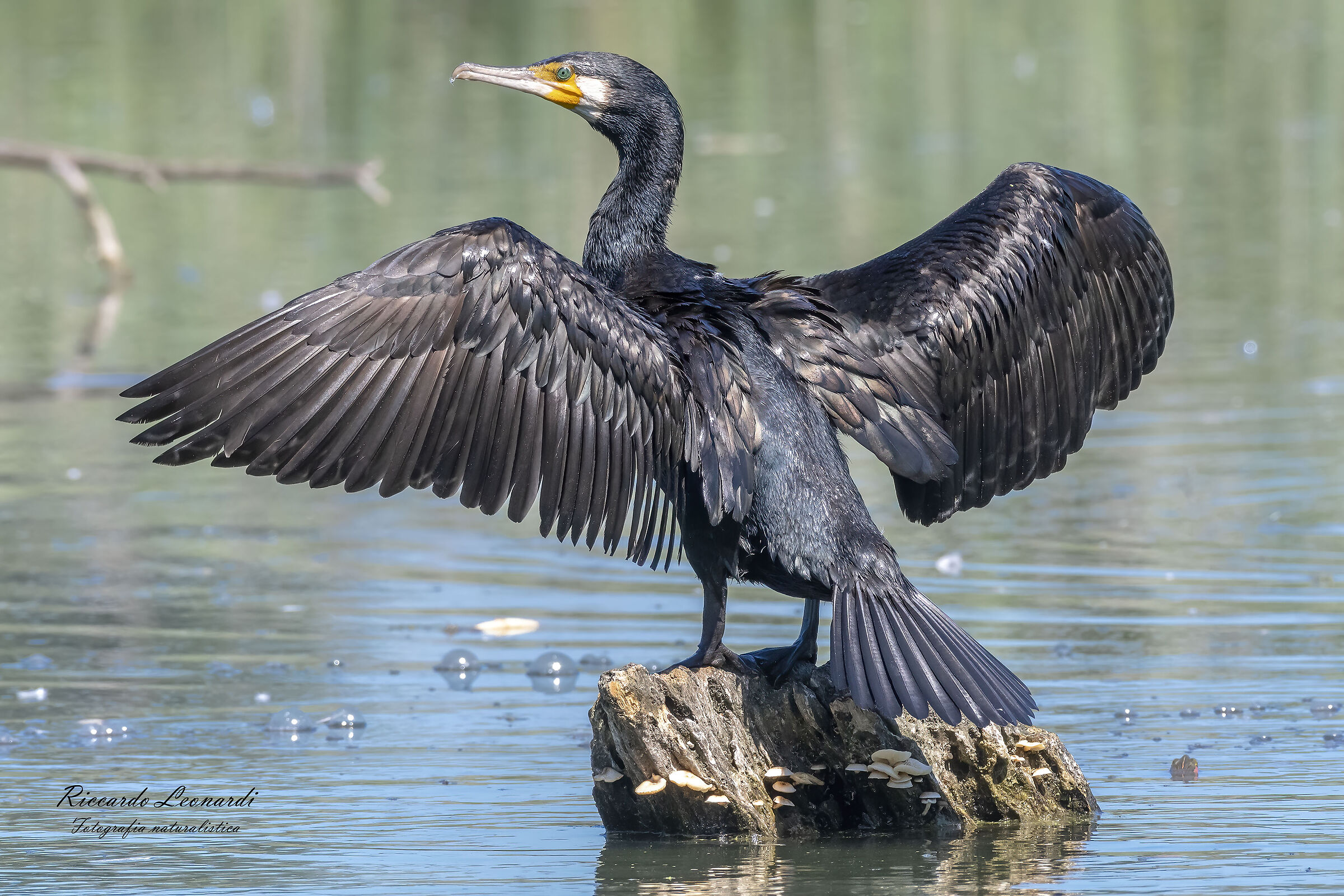 Cormorano