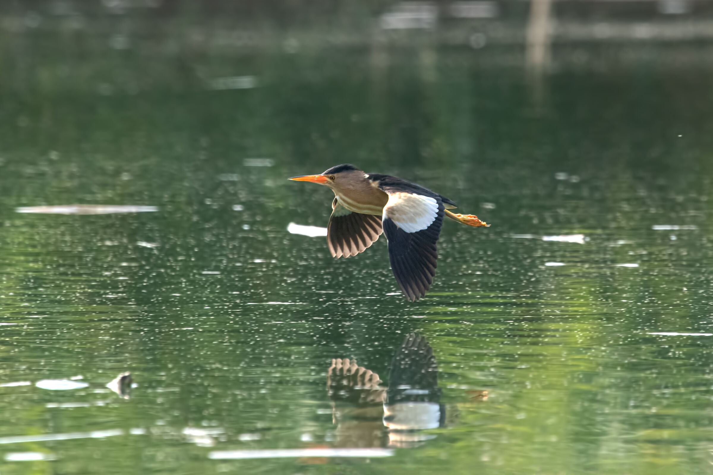 Tarabuso o tarabusino