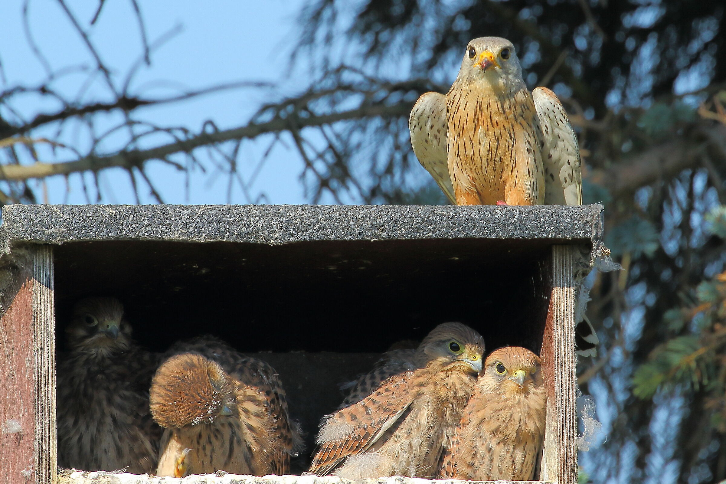 Piccoli gheppi crescono - 3