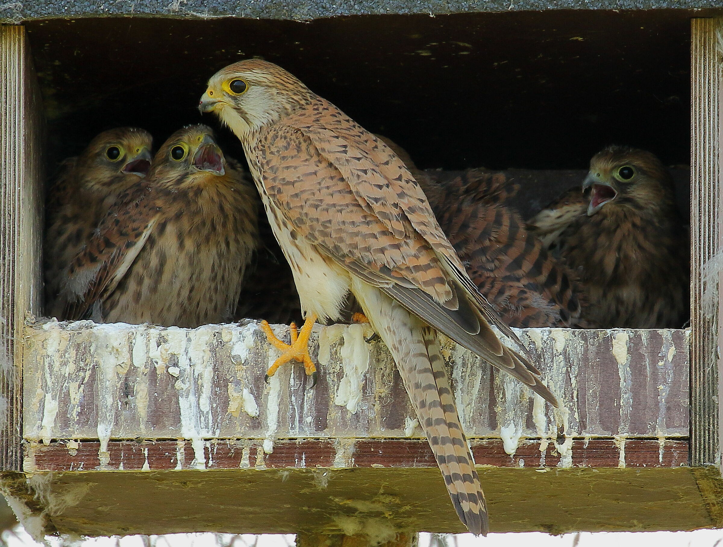 Piccoli gheppi crescono - 3