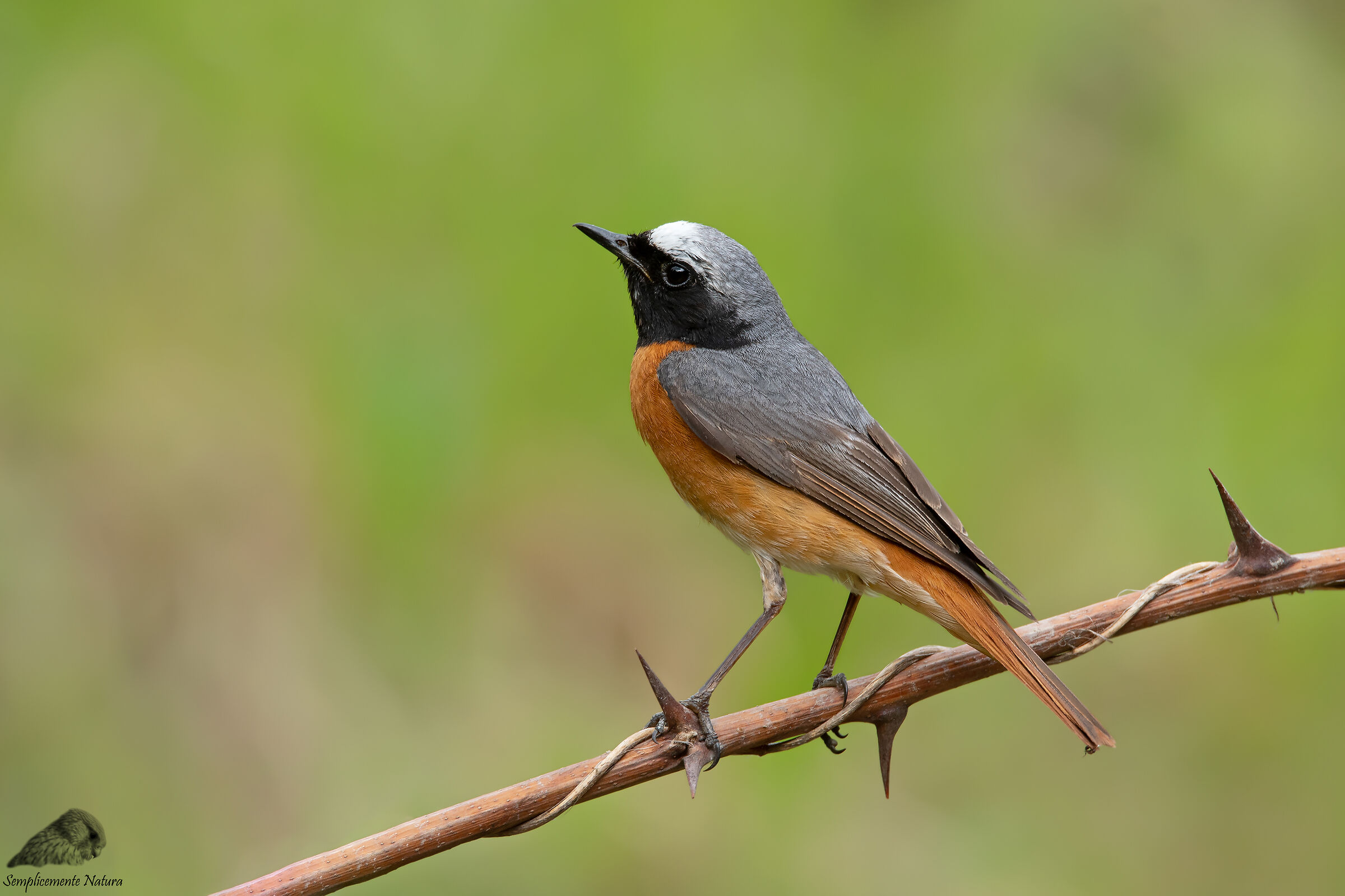 Codirosso (Phoenicurus phoenicurus)