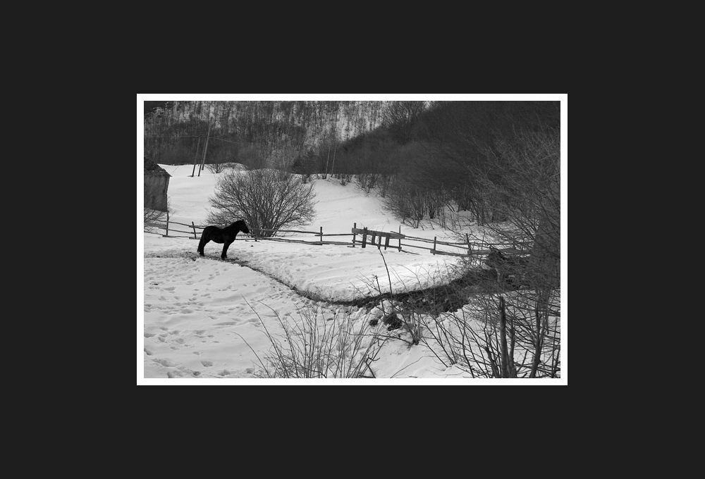 Horse Looks Donkey, 2009