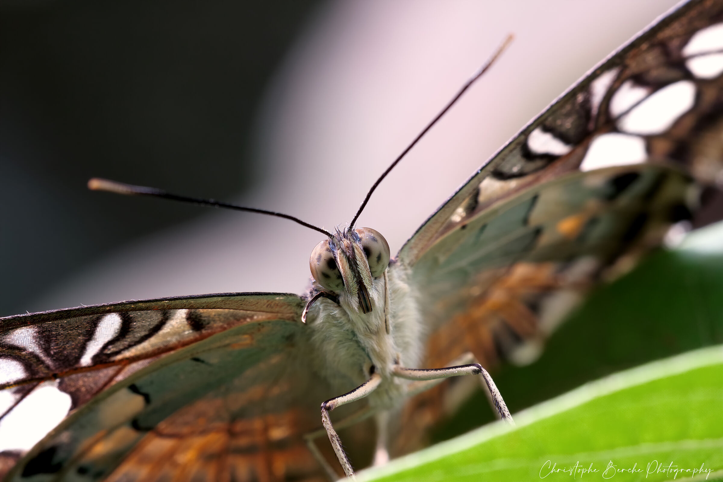 Parthenos sylvia virens