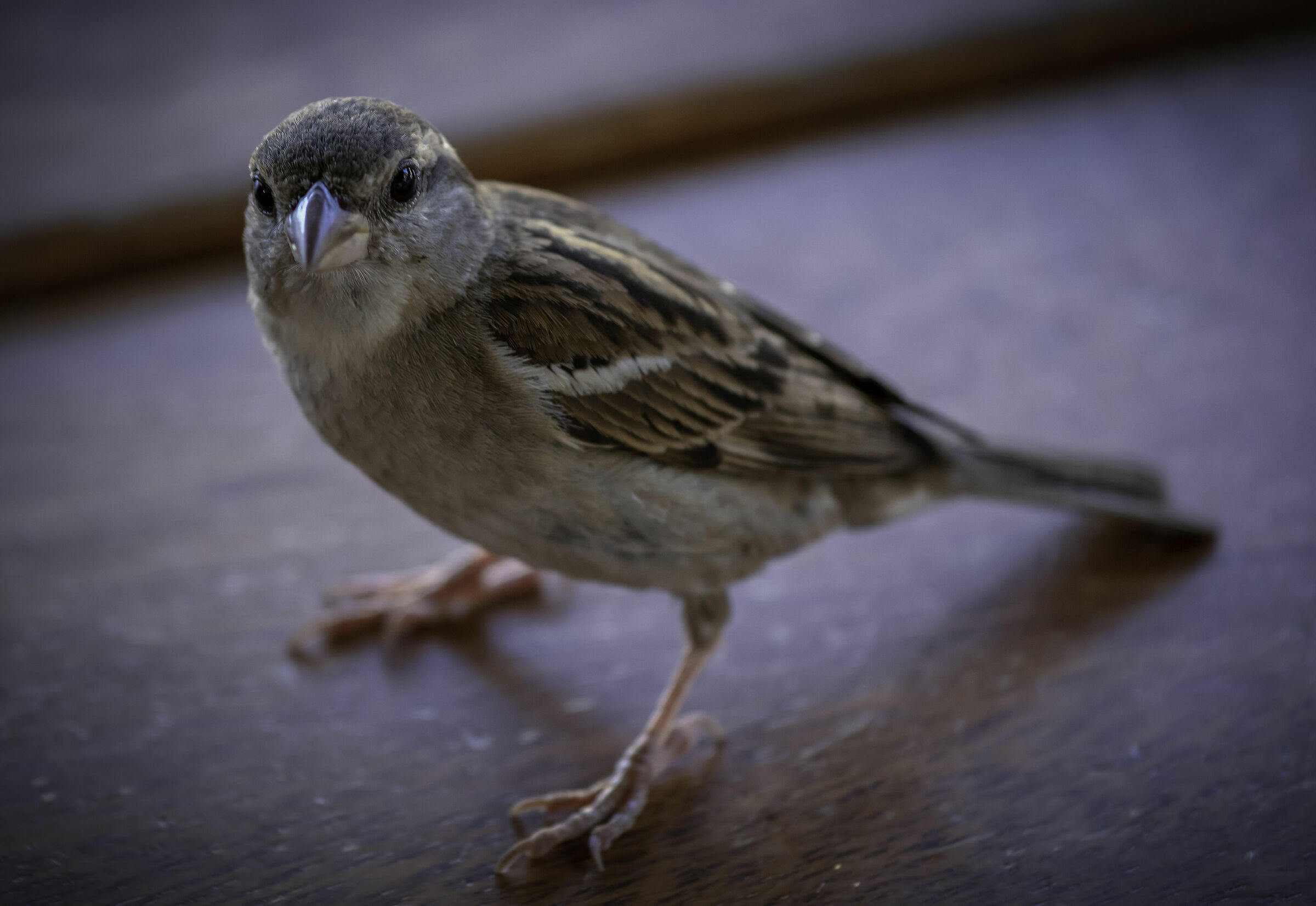 Passerotto, non volare via