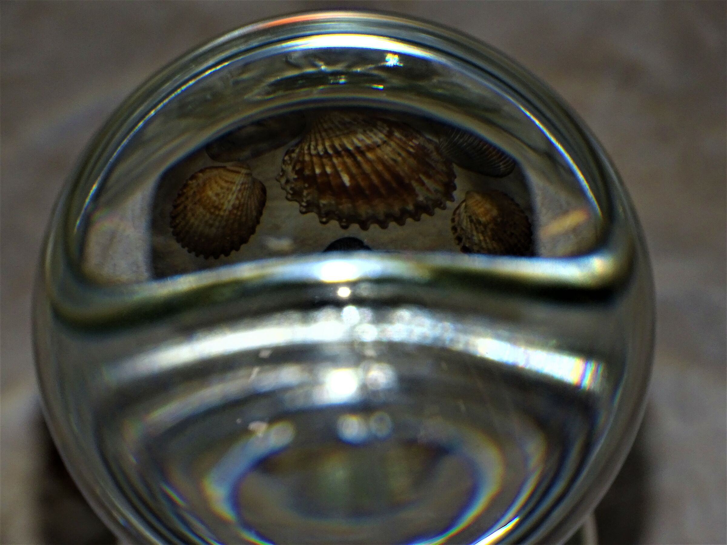 shells inside crystal ball.