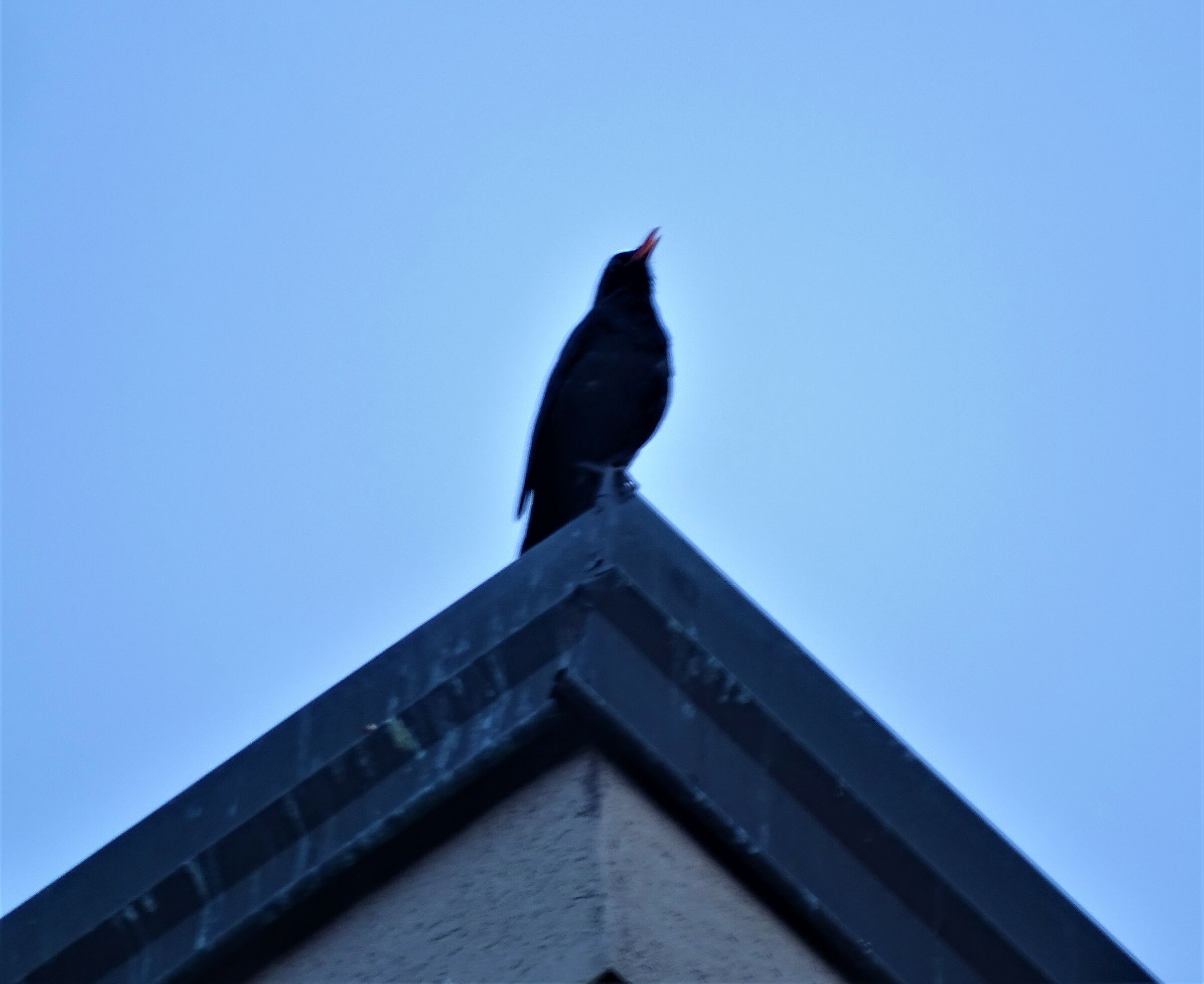 blackbird canterino....