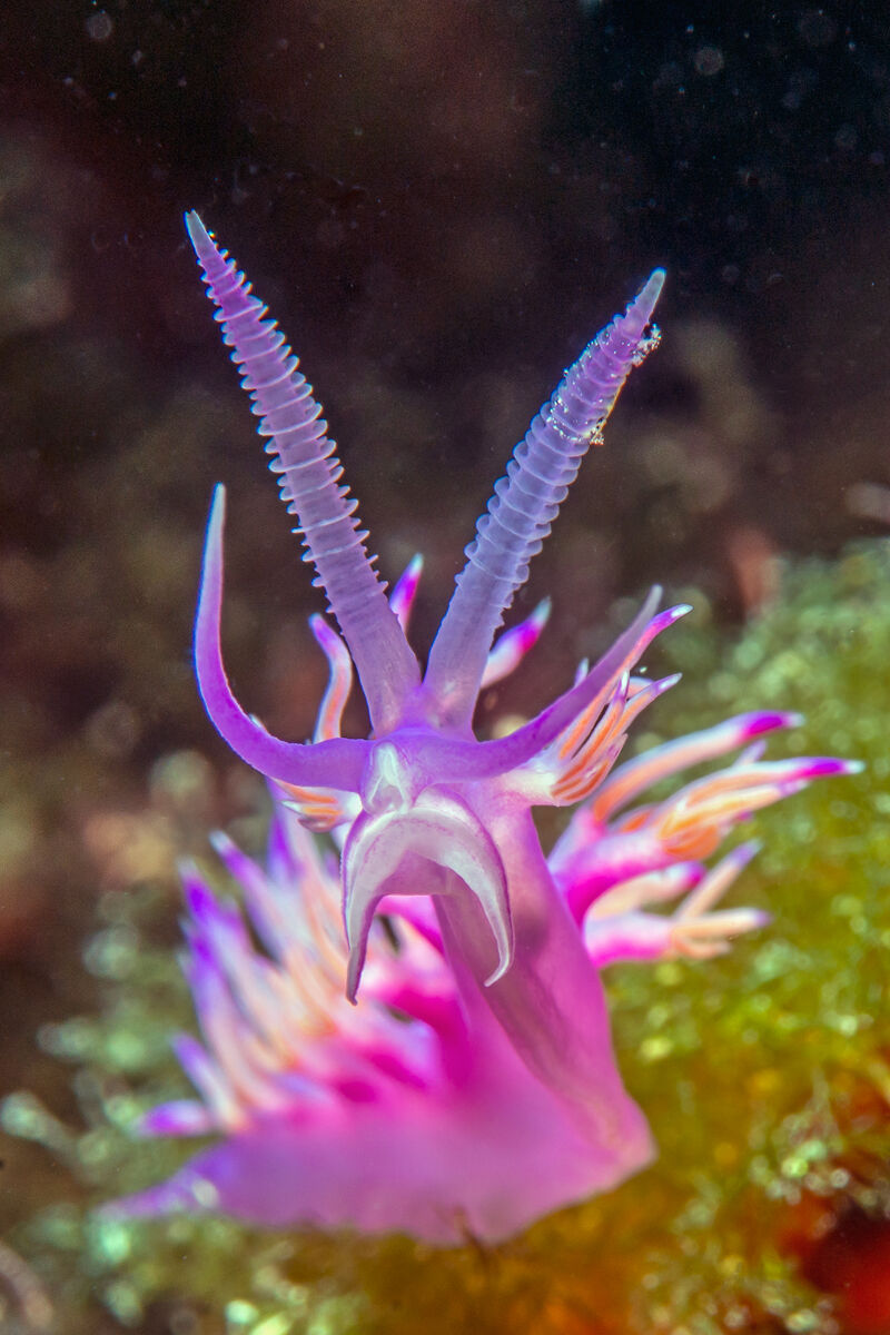 Flabellina affinis