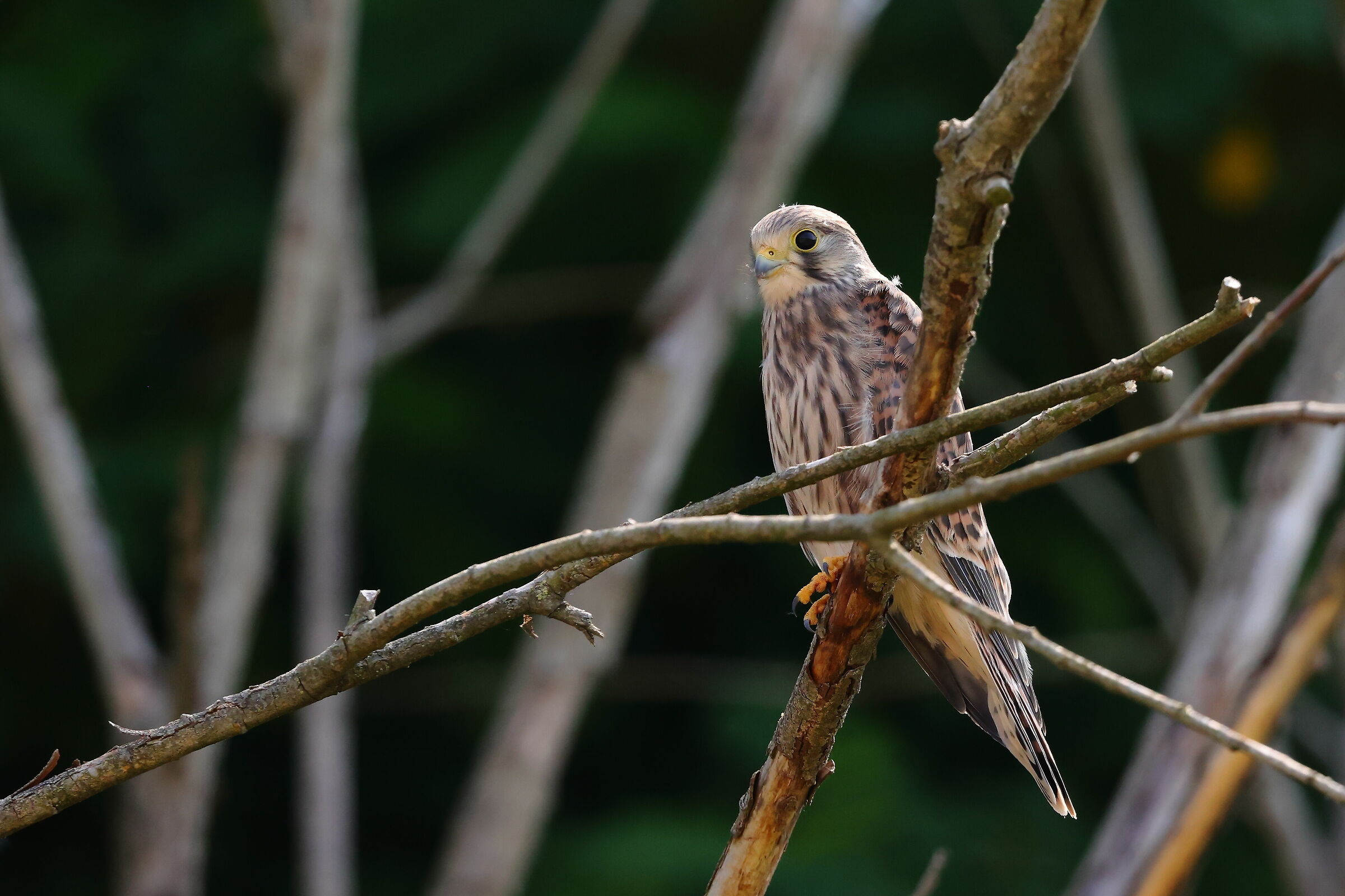 Gheppio giovane (Falco tinnunculus)
