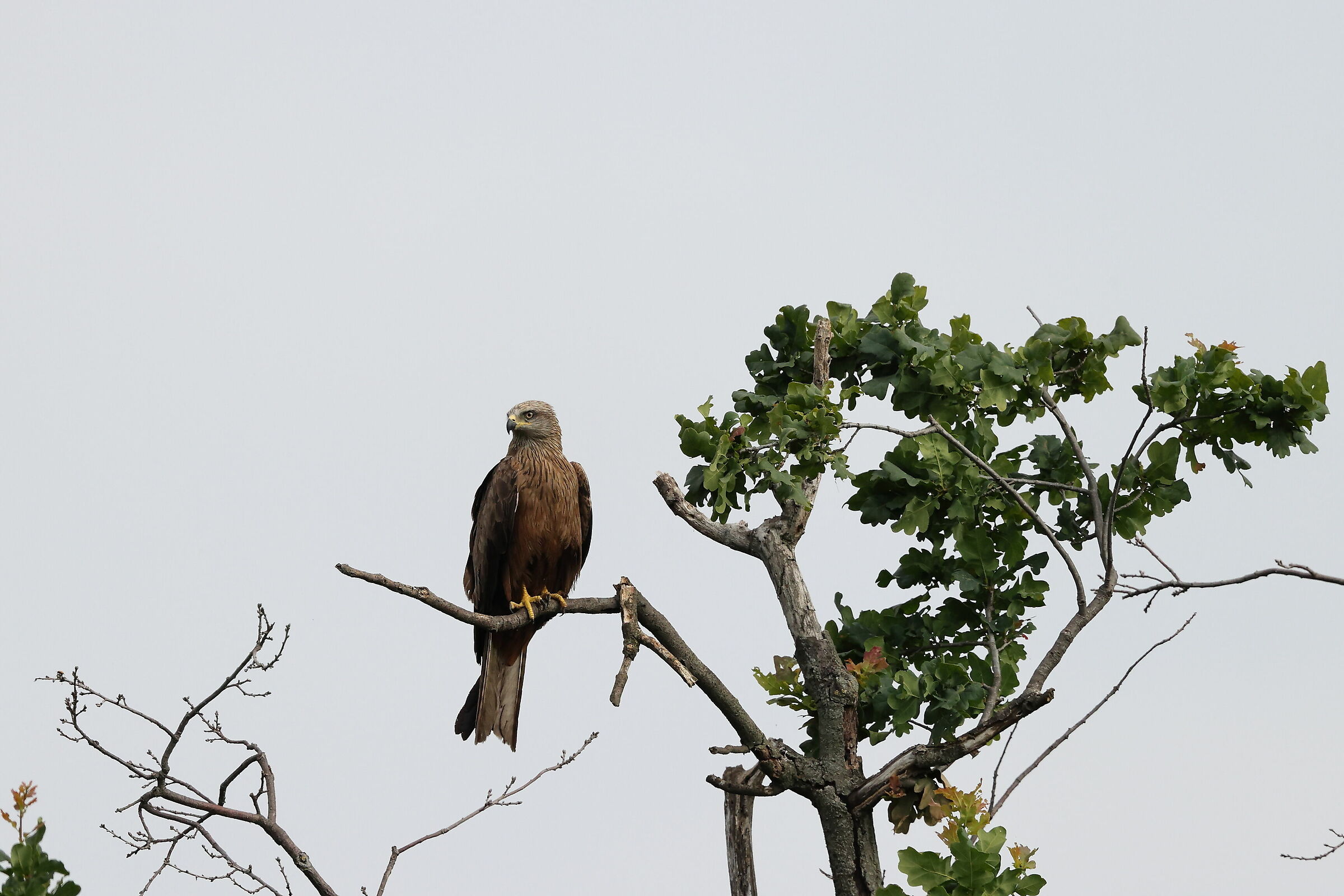 Nibbio bruno (Milvus migrans)