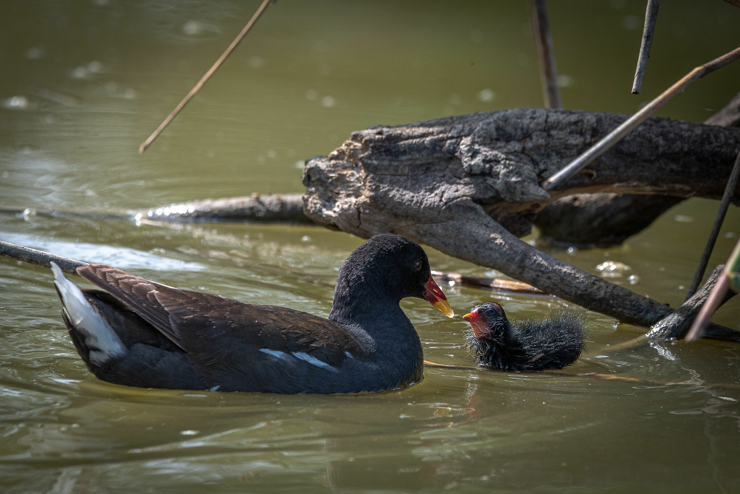 Gallinella d'acqua e il suo pulcino