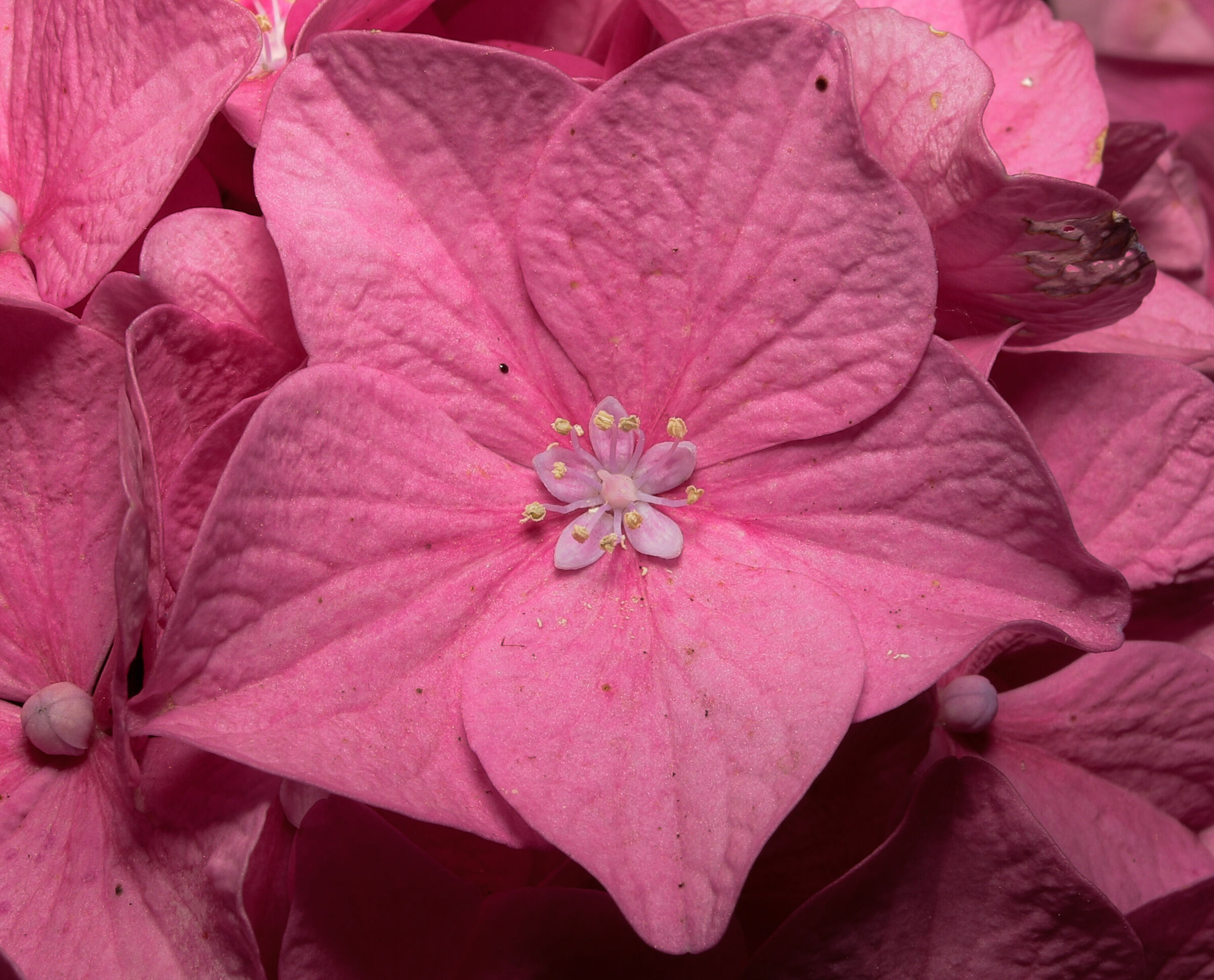 ortensia rosa nel mio giardino 27/06/2020