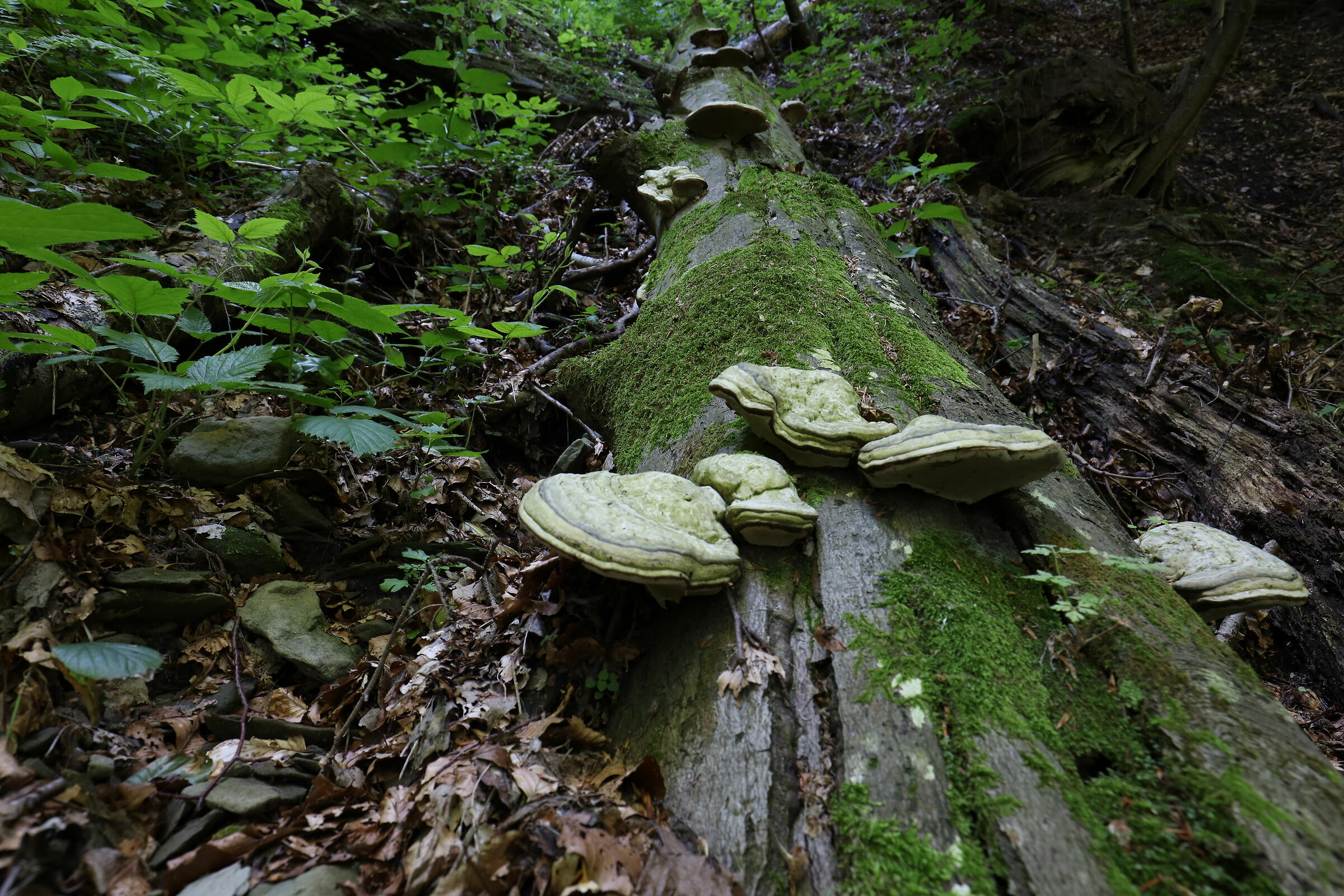 La Foresta della Lama
