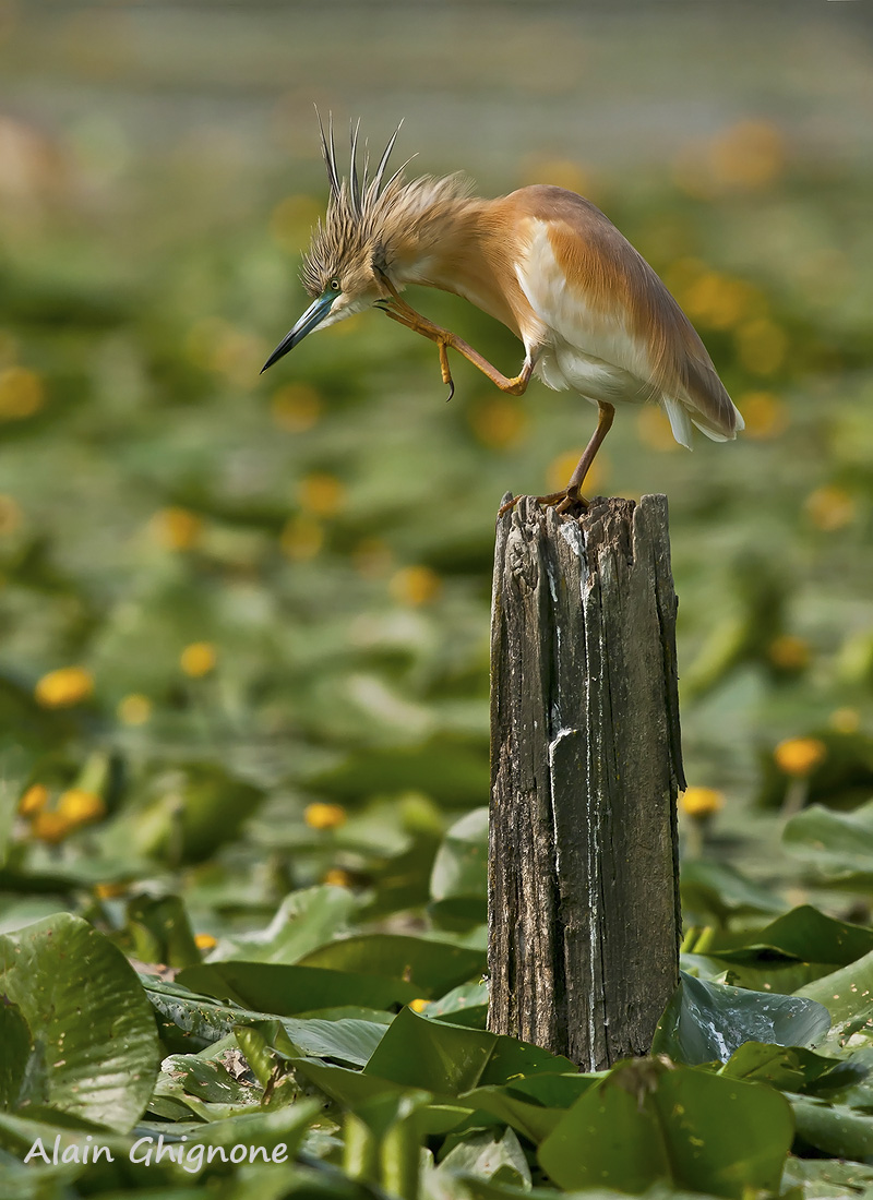 Sgarza ciuffetto prurito - Ardeola ralloides