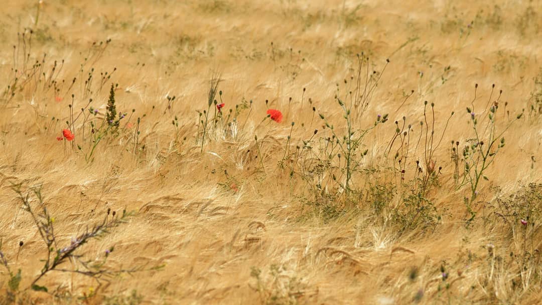 Ripensando a Van Gogh