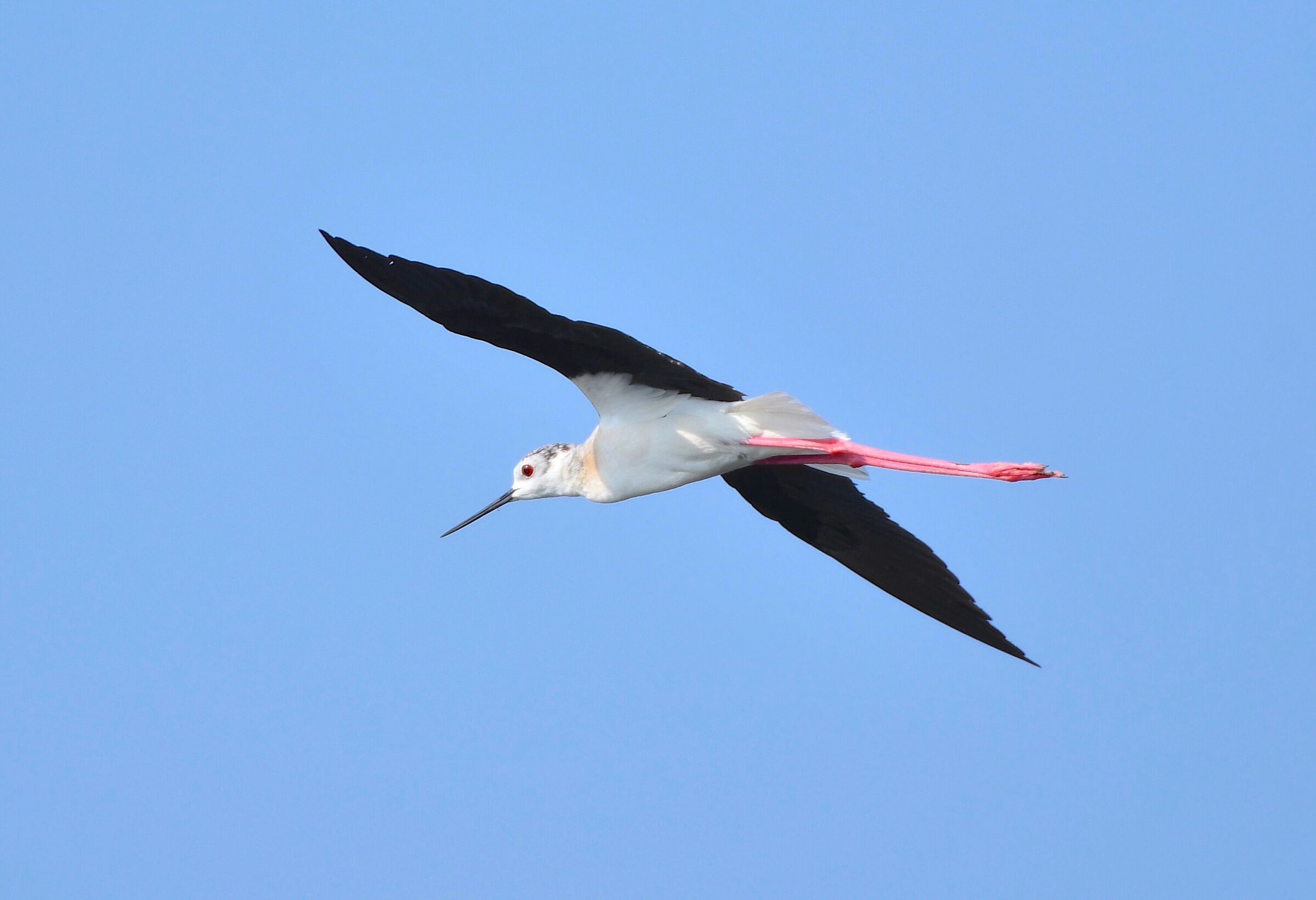Cavaliere d'Italia in tutta la sua eleganza