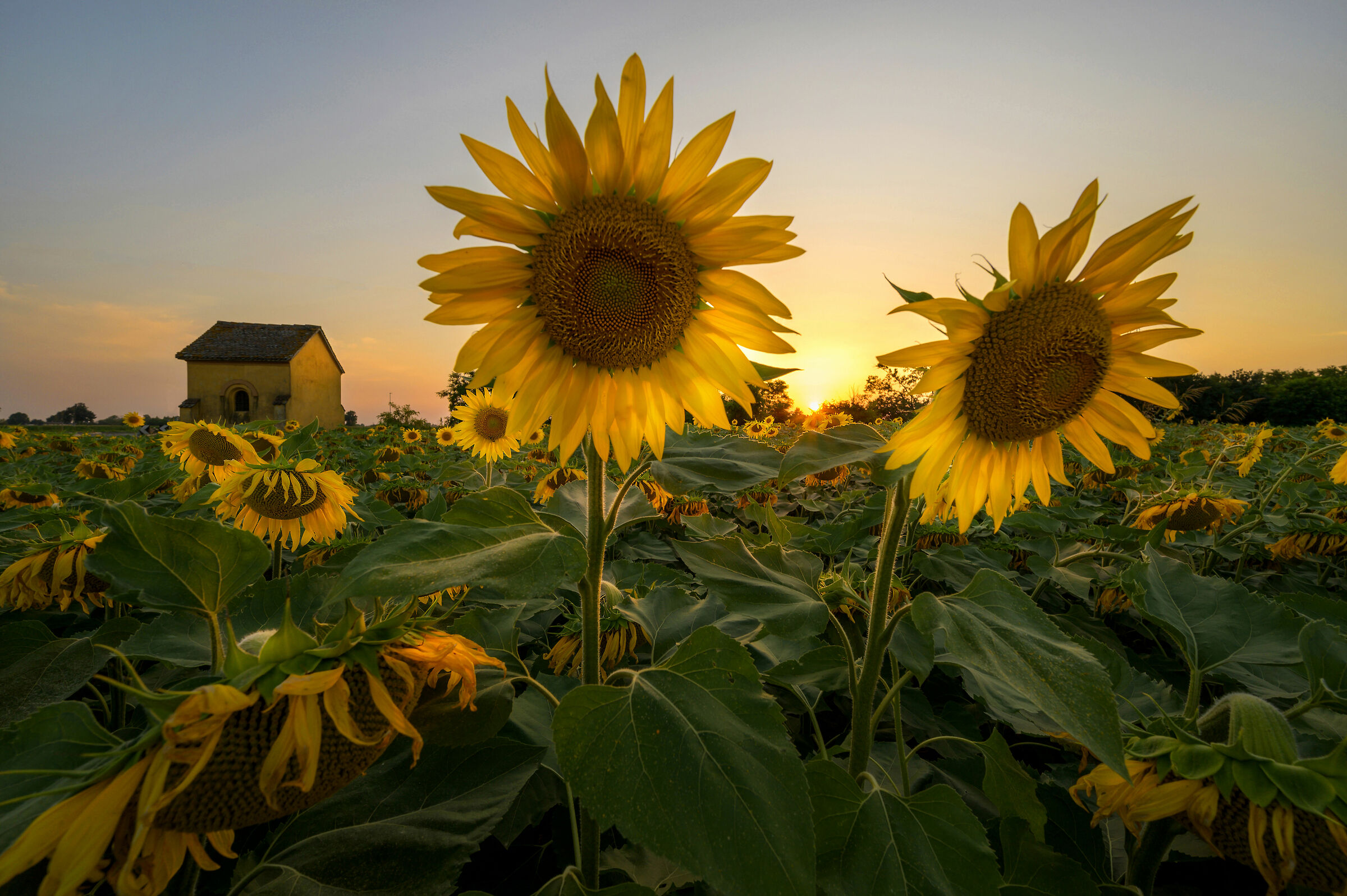 Sunflowers
