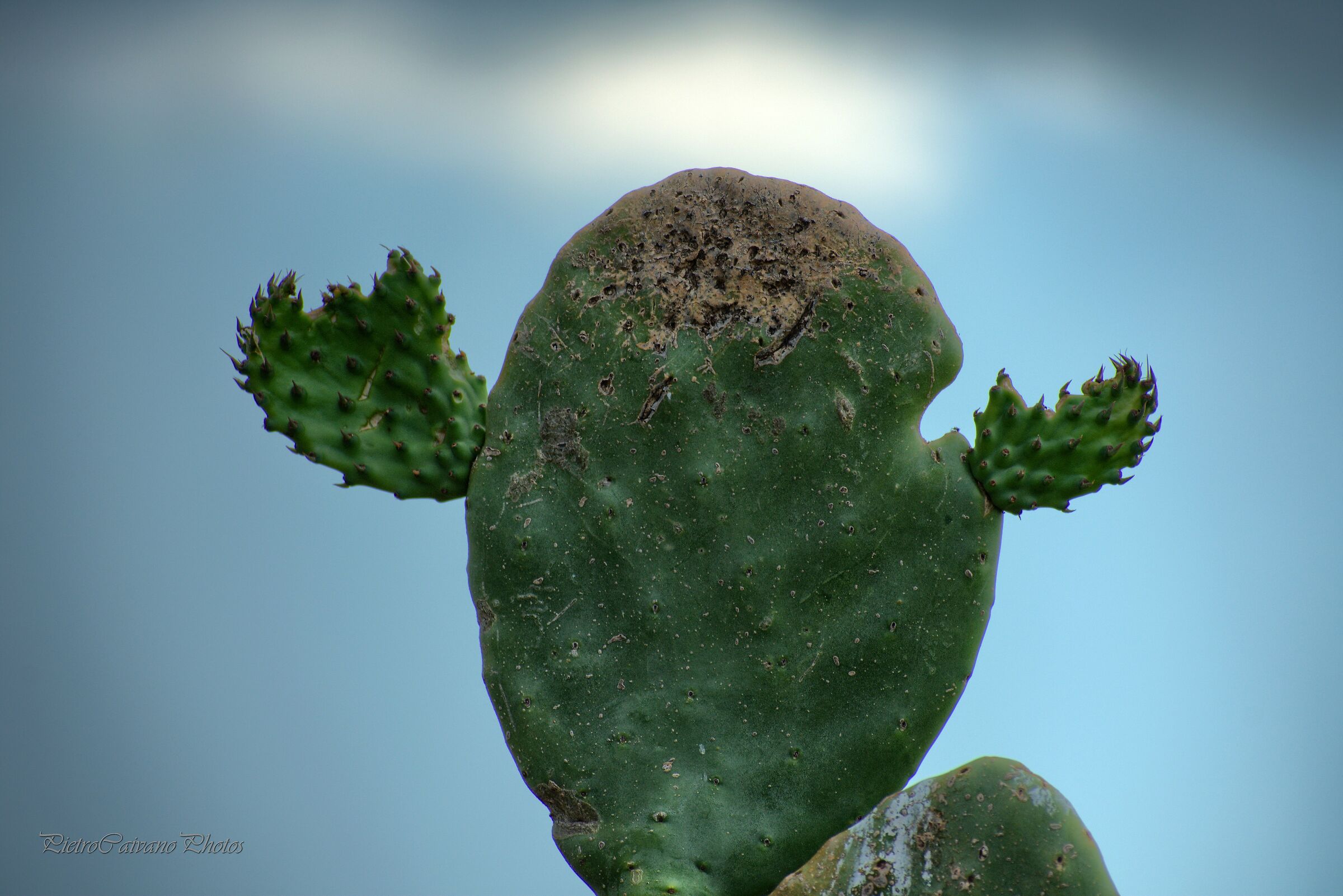 Un ritratto molto....FICO !