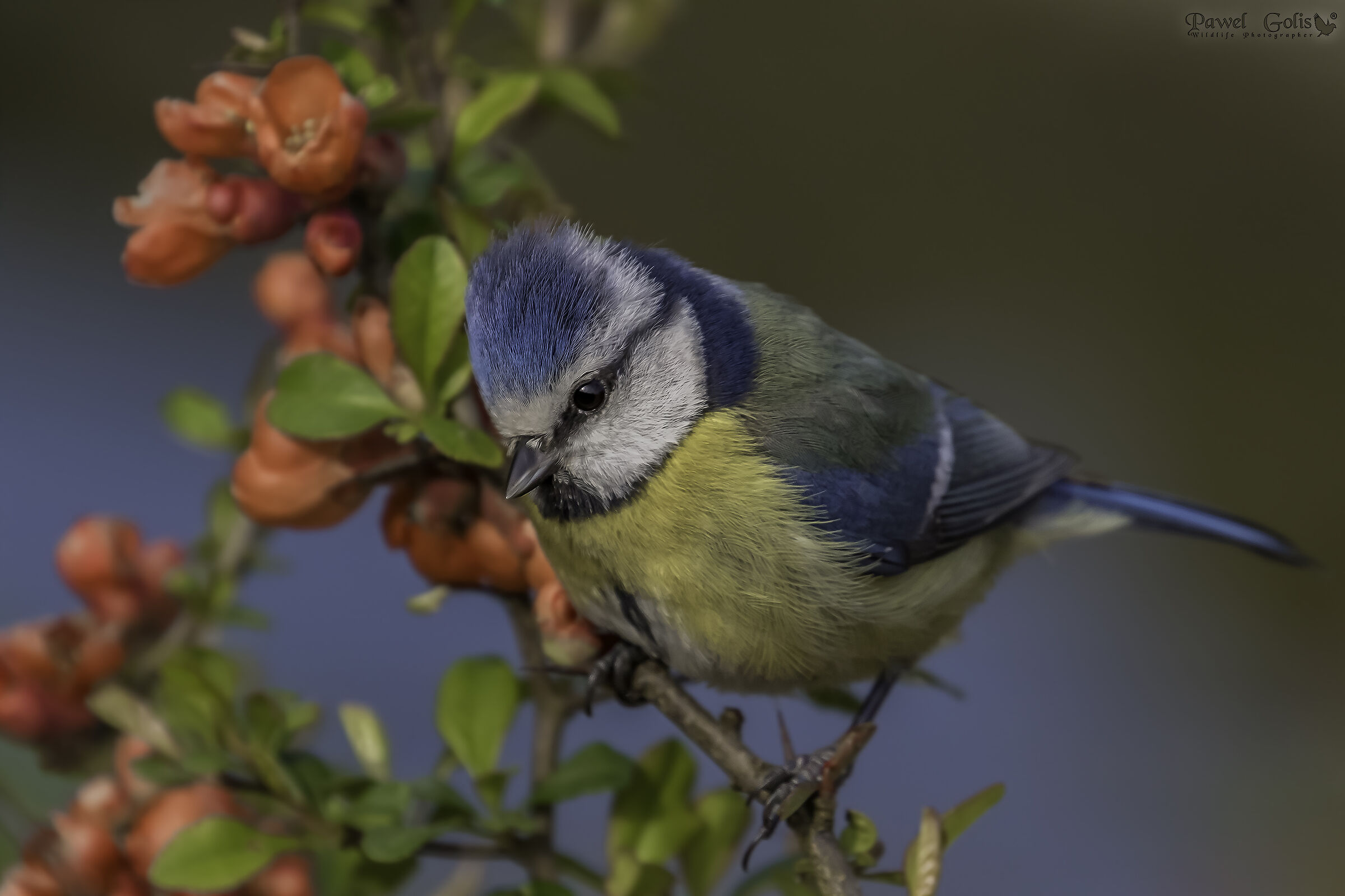 Eurasian blue tit (Cyanistes caeruleus)